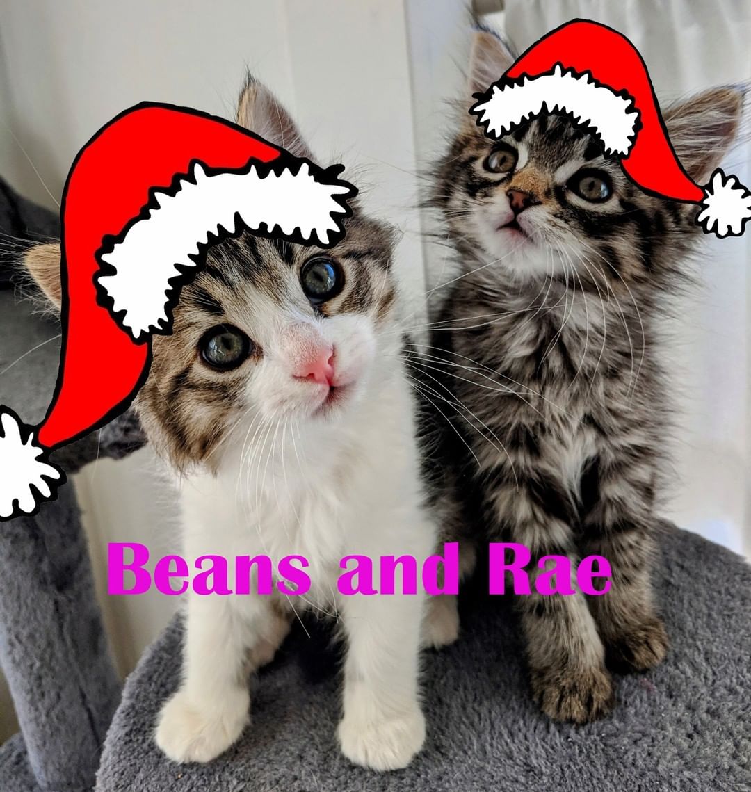 Beans and Rae are a bonded pair, they are 3 month old, female DMH. 

2 for 1 Adoption Fee

To adopt or foster, please call the facility. 209-533-3622 or fill out the form https://www.foac.us/cat-adoption-application/