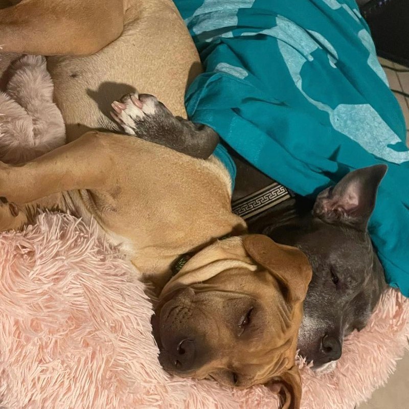 Check out sweet Ongis (left) snuggling with her foster sister, Lucy! 😍

Ongis is a Shar Pei/Lab mix born around 4/9/21.  Ongis is in an Amazing Foster home and here is what her Foster has to say about her: This sweet girl loves to wag her tail, give kisses, and snuggle with her people! She would rather snuggle with me than my dog! Ongis gets along with other dogs and will lay down and play. She has learned to sit and wait for her food out of the kitchen. Ongis has preally short hair and does not seem to shed much and her head is bigger than her body.  She loves to jump up and very gently placer her feet on you.  Ongis has the softest coat and is so snuggly!  She is a really quiet dog and barks more in her sleep when she's dreaming than in the house. Ongis is already crate trained and house broken. 🐾

If Ongie seems like the girl for you, use the link in our bio to apply to adopt 😊 

<a target='_blank' href='https://www.instagram.com/explore/tags/adoptdontshop/'>#adoptdontshop</a> <a target='_blank' href='https://www.instagram.com/explore/tags/adoptionday/'>#adoptionday</a> <a target='_blank' href='https://www.instagram.com/explore/tags/rescuedogsofinstagram/'>#rescuedogsofinstagram</a> <a target='_blank' href='https://www.instagram.com/explore/tags/rescuedismyfavoritebreed/'>#rescuedismyfavoritebreed</a> <a target='_blank' href='https://www.instagram.com/explore/tags/rescuedogday/'>#rescuedogday</a> <a target='_blank' href='https://www.instagram.com/explore/tags/dogsofpensacola/'>#dogsofpensacola</a> <a target='_blank' href='https://www.instagram.com/explore/tags/dontbullymybreed/'>#dontbullymybreed</a> <a target='_blank' href='https://www.instagram.com/explore/tags/bullyrescue/'>#bullyrescue</a> <a target='_blank' href='https://www.instagram.com/explore/tags/communitysupport/'>#communitysupport</a> <a target='_blank' href='https://www.instagram.com/explore/tags/shoplocal/'>#shoplocal</a> <a target='_blank' href='https://www.instagram.com/explore/tags/sharpeimix/'>#sharpeimix</a> <a target='_blank' href='https://www.instagram.com/explore/tags/sharpei/'>#sharpei</a>