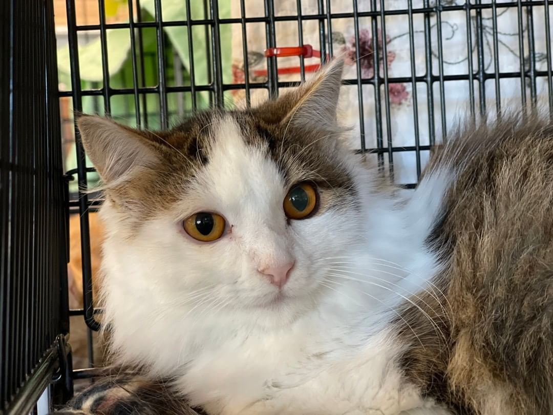 Ronda is a  7 month, DLH.

To adopt or foster, please call the facility. 209-533-3622 or fill out the form https://www.foac.us/cat-adoption-application/