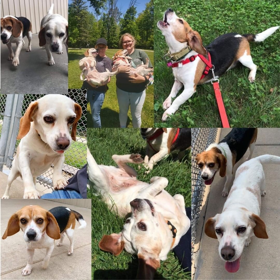 Beverly (tri-color) and Baylee (mostly white) are a mother daughter pair who have been at the shelter for a little over 6 months. Baylee is older and has some health issues, Beverly is very skittish and doesnt like being away from Baylee. Because the two of them are a bonded pair and would do better in a home with beagle experience the right family hasn't found them yet. While they wait they enjoy walking the property and playing in the training room with staff and volunteers.

This <a target='_blank' href='https://www.instagram.com/explore/tags/GivingTuesday/'>#GivingTuesday</a> follow the link in our bio to make a donation and provide the special food, medications, and resources needed to care for dogs like Beverly and Baylee.

 <a target='_blank' href='https://www.instagram.com/explore/tags/bellwetherharbor/'>#bellwetherharbor</a> <a target='_blank' href='https://www.instagram.com/explore/tags/animalshelter/'>#animalshelter</a> <a target='_blank' href='https://www.instagram.com/explore/tags/fremontmichigan/'>#fremontmichigan</a> <a target='_blank' href='https://www.instagram.com/explore/tags/dogsofinstagram/'>#dogsofinstagram</a> <a target='_blank' href='https://www.instagram.com/explore/tags/adoptabledogs/'>#adoptabledogs</a> <a target='_blank' href='https://www.instagram.com/explore/tags/beverly/'>#beverly</a> <a target='_blank' href='https://www.instagram.com/explore/tags/baylee/'>#baylee</a>