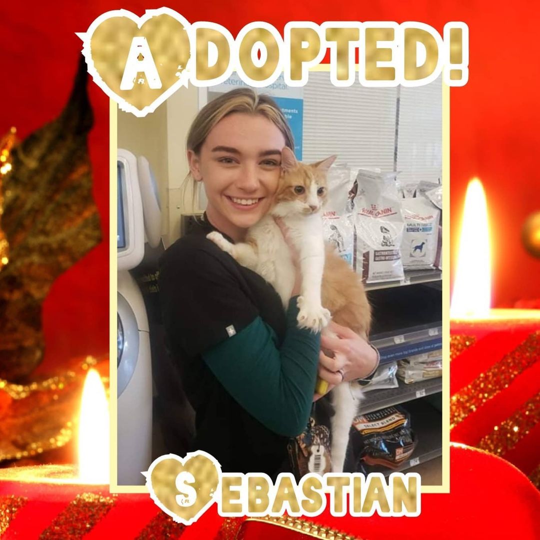 😻HAPPY TAILS!😻 Congrats to Poe, Pistachio and Sebastian on finding wonderful furever homes in time for the holidays! 🥳
<a target='_blank' href='https://www.instagram.com/explore/tags/rescue/'>#rescue</a> <a target='_blank' href='https://www.instagram.com/explore/tags/dontshopadopt/'>#dontshopadopt</a> <a target='_blank' href='https://www.instagram.com/explore/tags/cats/'>#cats</a> <a target='_blank' href='https://www.instagram.com/explore/tags/catsofinstagram/'>#catsofinstagram</a> <a target='_blank' href='https://www.instagram.com/explore/tags/kittens/'>#kittens</a> <a target='_blank' href='https://www.instagram.com/explore/tags/kittensofinstagram/'>#kittensofinstagram</a> <a target='_blank' href='https://www.instagram.com/explore/tags/foster/'>#foster</a> <a target='_blank' href='https://www.instagram.com/explore/tags/fosteringsaveslives/'>#fosteringsaveslives</a> <a target='_blank' href='https://www.instagram.com/explore/tags/onebyoneuntiltherearenone/'>#onebyoneuntiltherearenone</a> 
🎄 shelterfriends.org 🎄