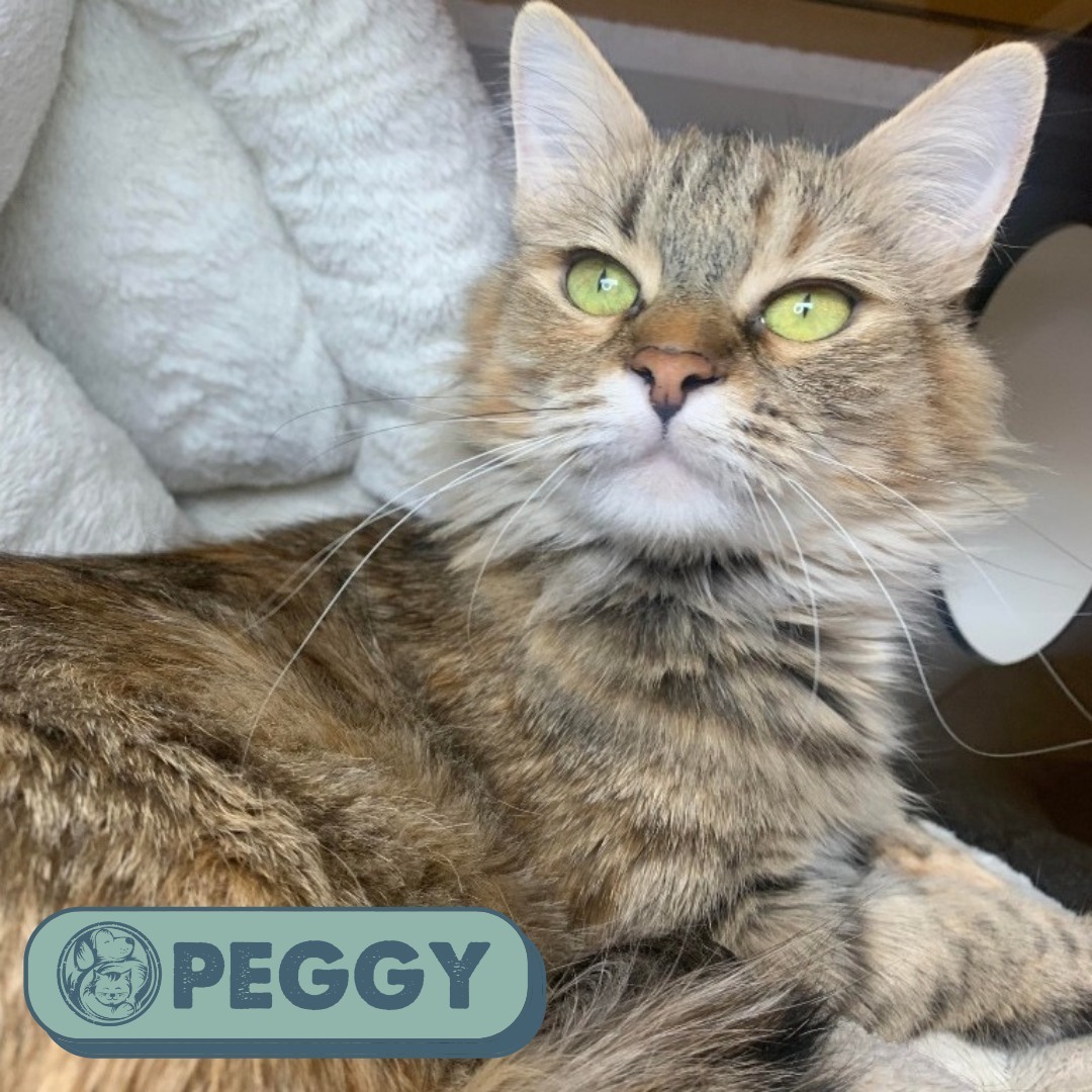 Peggy is a charming, people-loving cat. She is the kind of cat who will want to be your constant companion – from assisting you while you're working from home to burrowing under the covers at night for snuggles, Peggy just wants to be by your side! If you'd like to meet this affectionate gal, stop by the Adoption Center today! ⠀
⠀
<a target='_blank' href='https://www.instagram.com/explore/tags/MeowMonday/'>#MeowMonday</a> <a target='_blank' href='https://www.instagram.com/explore/tags/WhereLoveWins/'>#WhereLoveWins</a> <a target='_blank' href='https://www.instagram.com/explore/tags/NuzzlesAndCo/'>#NuzzlesAndCo</a> <a target='_blank' href='https://www.instagram.com/explore/tags/Cats/'>#Cats</a> <a target='_blank' href='https://www.instagram.com/explore/tags/AnimalRescue/'>#AnimalRescue</a> <a target='_blank' href='https://www.instagram.com/explore/tags/AnimalAdoption/'>#AnimalAdoption</a> <a target='_blank' href='https://www.instagram.com/explore/tags/ParkCity/'>#ParkCity</a> <a target='_blank' href='https://www.instagram.com/explore/tags/Utah/'>#Utah</a>