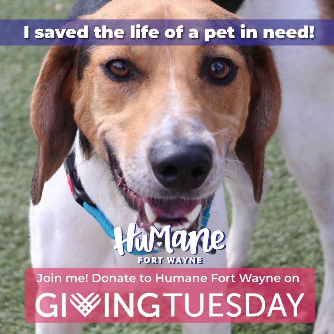 Today, November 30, 2021, donations to Humane Fort Wayne will be matched dollar for dollar by a variety of generous sponsors for <a target='_blank' href='https://www.instagram.com/explore/tags/GivingTuesday/'>#GivingTuesday</a>! ❤

We will be going live on Facebook once an hour between 9AM and 7PM so you can learn more about what we do here at Humane Fort Wayne! Keep up with our progress by following us on Facebook, Instagram, & Twitter!

As Fort Wayne's only nonprofit, 100% donor-funded animal shelter and low-cost spay/neuter and wellness clinic, we rely on the generosity of our community to help us to continue our mission. We are committed to serving pets and the people who love them, and now more than ever, we are here for you. Join us, please! Donate and post one of our pet graphics on your social media to show your support!

🐾 Donate online here: https://humanefw.org/donate/
🐾 Or you can call us at 260-744-0454 until 6:30pm to donate!