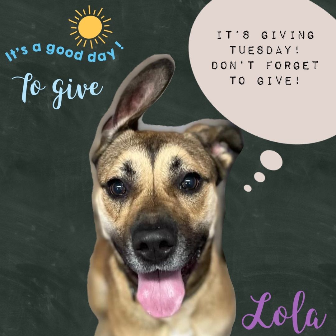 Did you know that today is <a target='_blank' href='https://www.instagram.com/explore/tags/GivingTuesday/'>#GivingTuesday</a>? Young Lola is here to remind you to give & to ask you to help her find a loving home! Lola is active & a fun girl. She loves her playtime with her friends during the playgroup. Email frontdesk1@cnyspca.org w/inquiries ⠀
<a target='_blank' href='https://www.instagram.com/explore/tags/adoptme/'>#adoptme</a>⠀
<a target='_blank' href='https://www.instagram.com/explore/tags/syracuse/'>#syracuse</a>