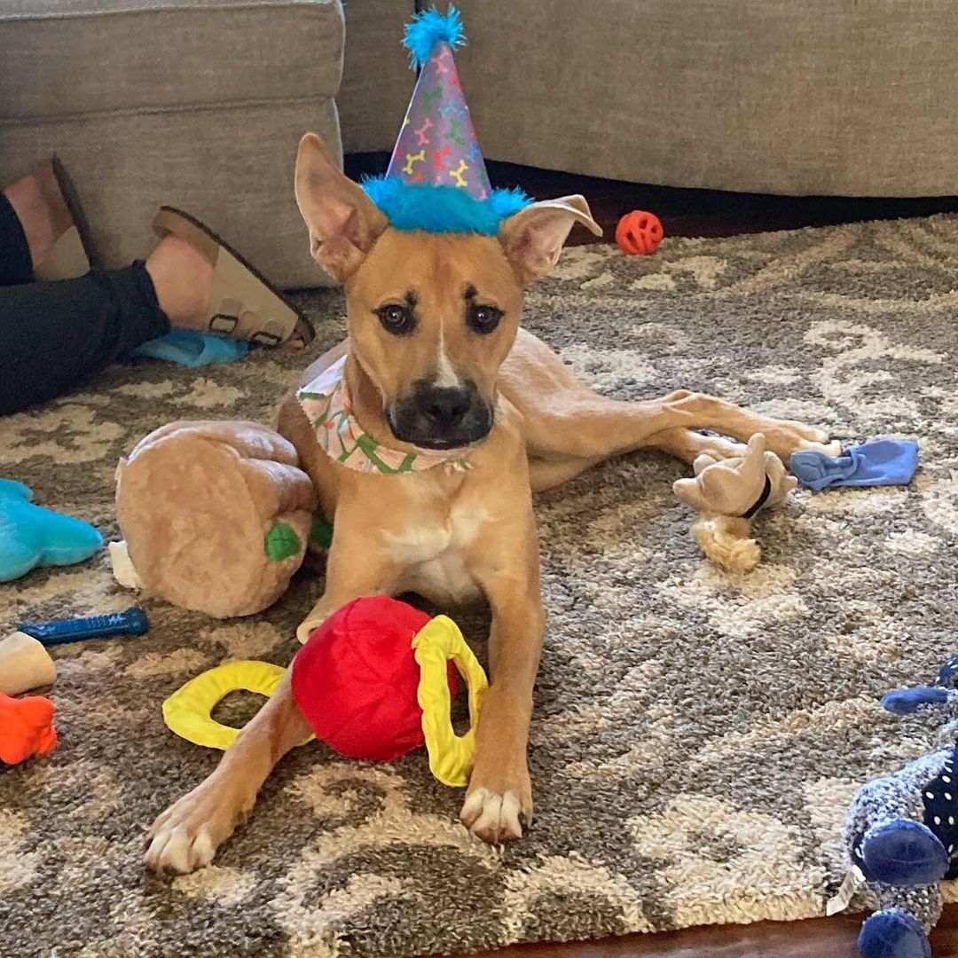 It’s time to pawty! 🐾🎉 Frank (formerly Francisco) just celebrated his 1st birthday!  He’s living his best life with the Graziano family 💙💙💙

 <a target='_blank' href='https://www.instagram.com/explore/tags/savehomelessanimals/'>#savehomelessanimals</a> <a target='_blank' href='https://www.instagram.com/explore/tags/adoptdontshop/'>#adoptdontshop</a> <a target='_blank' href='https://www.instagram.com/explore/tags/rescuerocks/'>#rescuerocks</a> <a target='_blank' href='https://www.instagram.com/explore/tags/adoptashelterdog/'>#adoptashelterdog</a> <a target='_blank' href='https://www.instagram.com/explore/tags/happilyeverafter/'>#happilyeverafter</a> <a target='_blank' href='https://www.instagram.com/explore/tags/adopted/'>#adopted</a> <a target='_blank' href='https://www.instagram.com/explore/tags/happybirthday/'>#happybirthday</a> <a target='_blank' href='https://www.instagram.com/explore/tags/petsarefamily/'>#petsarefamily</a> <a target='_blank' href='https://www.instagram.com/explore/tags/happydoggo/'>#happydoggo</a>  <a target='_blank' href='https://www.instagram.com/explore/tags/centraljersey/'>#centraljersey</a> <a target='_blank' href='https://www.instagram.com/explore/tags/princeton/'>#princeton</a> <a target='_blank' href='https://www.instagram.com/explore/tags/montgomerynj/'>#montgomerynj</a> <a target='_blank' href='https://www.instagram.com/explore/tags/bellemeadnj/'>#bellemeadnj</a> <a target='_blank' href='https://www.instagram.com/explore/tags/skillmannj/'>#skillmannj</a>