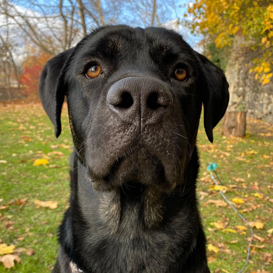 Meet Solo! A <a target='_blank' href='https://www.instagram.com/explore/tags/CaneCorso/'>#CaneCorso</a> mix this guy is true to his breed; weary of strangers but putty in your hand once he trusts you. Solo is a large puppy, still learning manners, gaining confidence and navigating life with a rough start. He is about 90lbs and still growing, so a large breed experienced home is required. Smart and eager to please Solo has shown us he wants to be the goodest boy, he knows sit, is working on down and most of the time walks in a perfect heel. Solo loves to play with dogs of all sizes but may be a bit much for dogs under 30lbs, he has zero body awareness and those giant paws may accidentally hurt a small dog. Fully vetted, and ready to go home Solo is looking for an adult only/older teen home, a dog companion would be fantastic and we have not yet cat tested him. 
🐾
Follow the link in our bio to apply for Solo or one of our other great dogs. We have some dogs looking for homes with a bunch more arriving next weekend (click the Coming Soon button to see them!). 
:
:
:
<a target='_blank' href='https://www.instagram.com/explore/tags/canecorsopuppy/'>#canecorsopuppy</a> <a target='_blank' href='https://www.instagram.com/explore/tags/canecorsoofinstagram/'>#canecorsoofinstagram</a> <a target='_blank' href='https://www.instagram.com/explore/tags/mutt/'>#mutt</a> <a target='_blank' href='https://www.instagram.com/explore/tags/goodboy/'>#goodboy</a> <a target='_blank' href='https://www.instagram.com/explore/tags/lab/'>#lab</a> <a target='_blank' href='https://www.instagram.com/explore/tags/labrador/'>#labrador</a> <a target='_blank' href='https://www.instagram.com/explore/tags/labmix/'>#labmix</a> <a target='_blank' href='https://www.instagram.com/explore/tags/bigboy/'>#bigboy</a> <a target='_blank' href='https://www.instagram.com/explore/tags/adopt/'>#adopt</a> <a target='_blank' href='https://www.instagram.com/explore/tags/adoptdontshop/'>#adoptdontshop</a> <a target='_blank' href='https://www.instagram.com/explore/tags/adoption/'>#adoption</a> <a target='_blank' href='https://www.instagram.com/explore/tags/rescue/'>#rescue</a> <a target='_blank' href='https://www.instagram.com/explore/tags/rescuedog/'>#rescuedog</a> <a target='_blank' href='https://www.instagram.com/explore/tags/rescuedogsofinstagram/'>#rescuedogsofinstagram</a> <a target='_blank' href='https://www.instagram.com/explore/tags/rescued/'>#rescued</a> <a target='_blank' href='https://www.instagram.com/explore/tags/rescuedismyfavoritebreed/'>#rescuedismyfavoritebreed</a> <a target='_blank' href='https://www.instagram.com/explore/tags/cute/'>#cute</a> <a target='_blank' href='https://www.instagram.com/explore/tags/blacklab/'>#blacklab</a> <a target='_blank' href='https://www.instagram.com/explore/tags/blackdog/'>#blackdog</a> <a target='_blank' href='https://www.instagram.com/explore/tags/dog/'>#dog</a> <a target='_blank' href='https://www.instagram.com/explore/tags/dogmom/'>#dogmom</a> <a target='_blank' href='https://www.instagram.com/explore/tags/dogdad/'>#dogdad</a> <a target='_blank' href='https://www.instagram.com/explore/tags/dogsofinstagram/'>#dogsofinstagram</a> <a target='_blank' href='https://www.instagram.com/explore/tags/autumn/'>#autumn</a> <a target='_blank' href='https://www.instagram.com/explore/tags/fall/'>#fall</a> <a target='_blank' href='https://www.instagram.com/explore/tags/photooftheday/'>#photooftheday</a> <a target='_blank' href='https://www.instagram.com/explore/tags/dogslife/'>#dogslife</a> <a target='_blank' href='https://www.instagram.com/explore/tags/dogoftheday/'>#dogoftheday</a> <a target='_blank' href='https://www.instagram.com/explore/tags/mastiff/'>#mastiff</a>