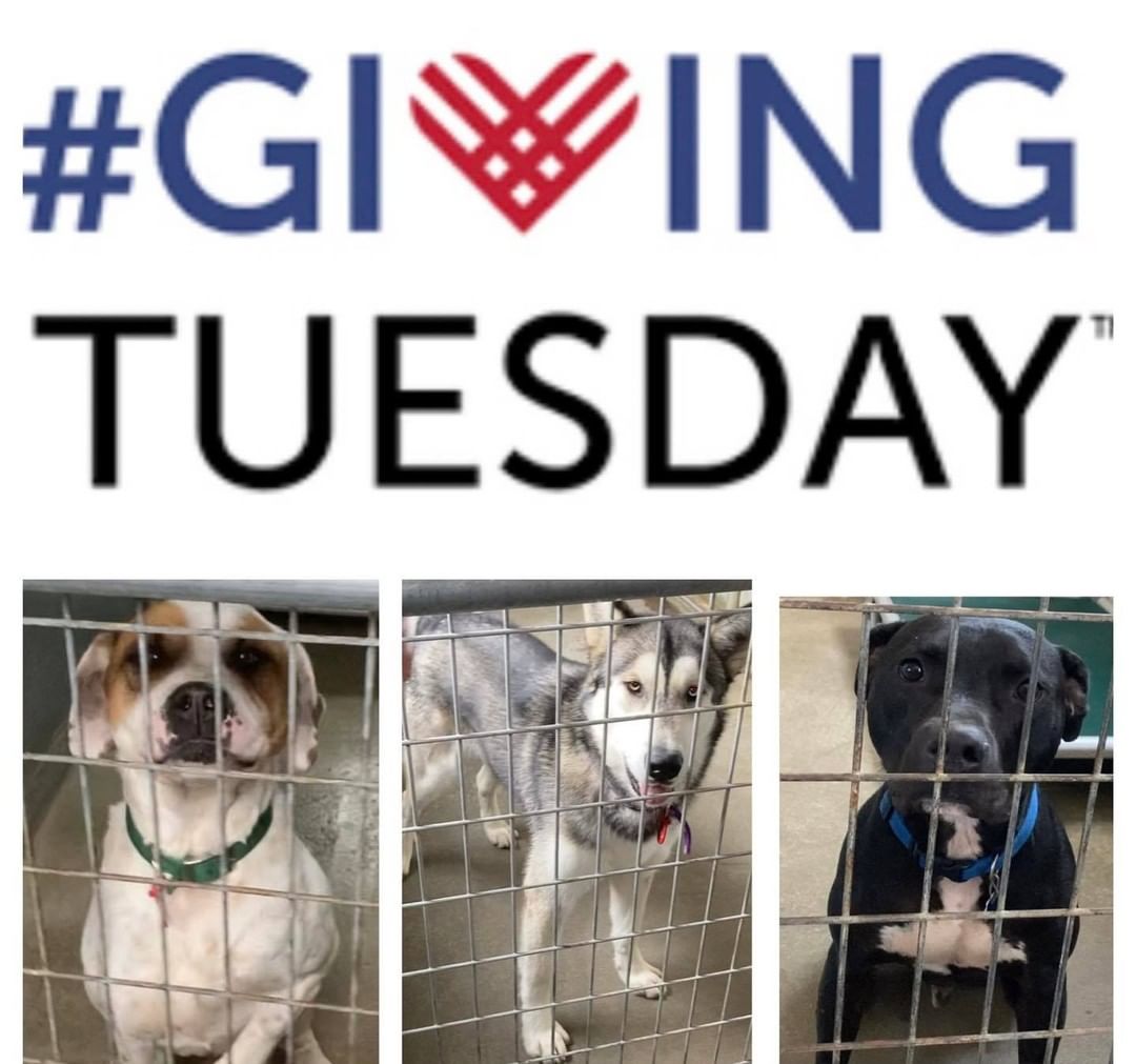 **Double your donation to K-9! Starts at 8am tomorrow on Facebook (Nov.30th)! **

Giving Tuesday is Nov.30th. Donation matching starts at 8am(EST) and will occur until the funds run out nation wide. Mark your calendars/set your alarms!

If you were considering giving to K-9 this year, Giving Tuesday is the day to do it! The earlier the better to ensure the funds for matching donations are still available. Your donation can DOUBLE to us! Every single donation is HUGE and will add up. No matter if it’s $5 doubled to $10 or $250 doubled to $500 we will be beyond grateful for every $1 we receive! 

Our goal is to raise $5,000 (matched it would be $10,000) so that we can fix up and make changes to our existing buildings. 

Our shelter has been committed to rescuing dogs for over 30 years. We take in nice temperament dogs in need. We get them fixed and up to date on shots, microchipped, provide medical care as needed, dog evaluations, and adopt them to the best fitting homes that we possibly can. Our building is around 100 years old and requires some upgrades. Please help us provide the best quality care for our dogs and future dogs. 🥰

We LOVE our community! Thank you for supporting K-9! 

Please please share!

<a target='_blank' href='https://www.instagram.com/explore/tags/givingtuesday/'>#givingtuesday</a>