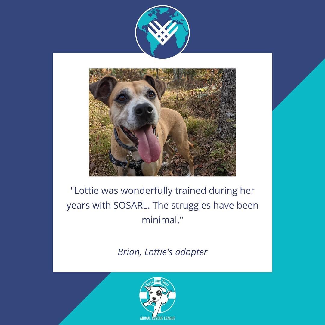 <a target='_blank' href='https://www.instagram.com/explore/tags/sucessstory/'>#sucessstory</a>: Lottie was with SOSARL for three years before being adopted in 2020. She had a very rough start in life; she was found in Arkansas emaciated and abandoned tied to a tree. Her difficult start left her with some deep-rooted behavioral challenges. In her time with SOSARL, she lived in several different experienced foster homes, and worked extensively with our trainer to reduce her reactivity to other dogs, motorcycles, bicycles, and children. In 2020, Lottie's rescue story finally came to a happy ending, when her people found her.

