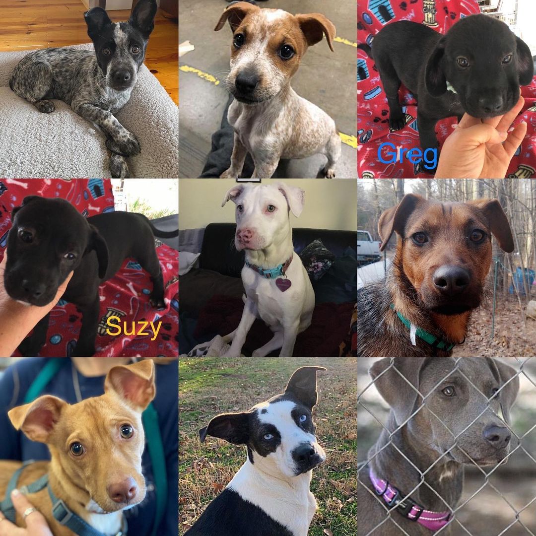 Today, <a target='_blank' href='https://www.instagram.com/explore/tags/givingtuesday/'>#givingtuesday</a>, we celebrate the many faces of <a target='_blank' href='https://www.instagram.com/explore/tags/harveyshopeanimalrescue/'>#harveyshopeanimalrescue</a> 
.
Your support and generosity have made it possible for us to save the lives of 1,100+ pups, who had been abused, unwanted or neglected. Pups of all ages, breeds and sizes. We often ask for help from our supporters, who always answer the call. We ask again today…please…give hope, give life, give love. Please donate.
.
<a target='_blank' href='https://www.instagram.com/explore/tags/givingtuesday2021/'>#givingtuesday2021</a> <a target='_blank' href='https://www.instagram.com/explore/tags/hhar/'>#hhar</a> <a target='_blank' href='https://www.instagram.com/explore/tags/savinglives/'>#savinglives</a> <a target='_blank' href='https://www.instagram.com/explore/tags/donate/'>#donate</a> <a target='_blank' href='https://www.instagram.com/explore/tags/give/'>#give</a> <a target='_blank' href='https://www.instagram.com/explore/tags/dogood/'>#dogood</a> <a target='_blank' href='https://www.instagram.com/explore/tags/helpushelpthem/'>#helpushelpthem</a>