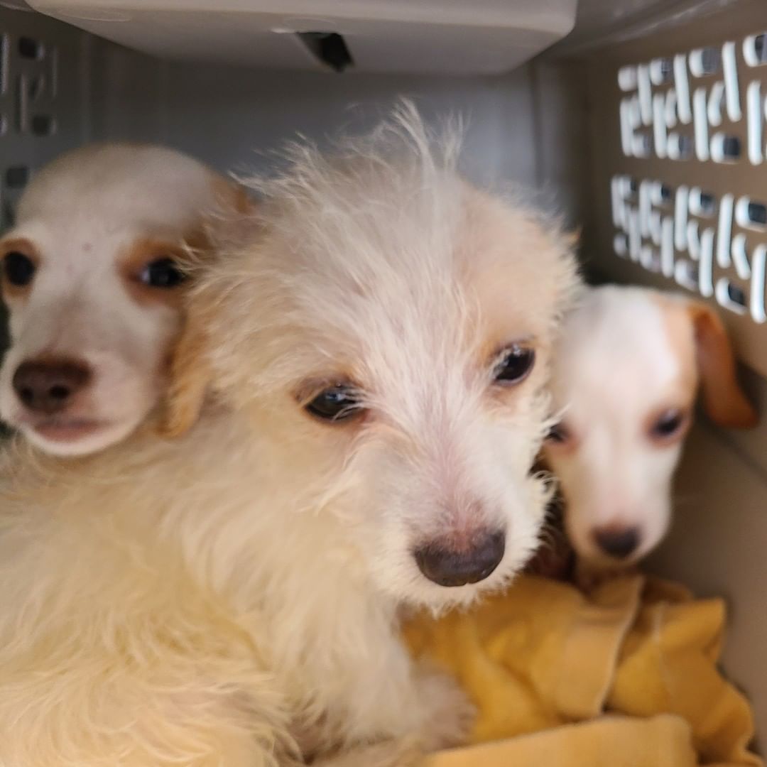 ❗️NEWS❗️ 23 dogs rescued from hoarding just arrived at our West Chester Campus. Saved by a PA shelter who asked for our help, we’ll medically evaluate each dog and groom those in poor condition. A few might be ready for adoption tomorrow, more in the coming days, and some are going to fosters. We’re accepting this large intake on top of our daily local work as one of the region’s only open access shelter; that means we take lost/stray animals from our service areas regardless of medical and behavior needs. Please support this important work with a <a target='_blank' href='https://www.instagram.com/explore/tags/GivingTuesday/'>#GivingTuesday</a> donation, with each $1 donated matched by a donor, up to $50,000: bvspca.org/givingtuesday (link in profile) <a target='_blank' href='https://www.instagram.com/explore/tags/givingtuesday2021/'>#givingtuesday2021</a> <a target='_blank' href='https://www.instagram.com/explore/tags/dachshund/'>#dachshund</a> <a target='_blank' href='https://www.instagram.com/explore/tags/shihtzu/'>#shihtzu</a> <a target='_blank' href='https://www.instagram.com/explore/tags/yorkie/'>#yorkie</a> <a target='_blank' href='https://www.instagram.com/explore/tags/bvspca/'>#bvspca</a>