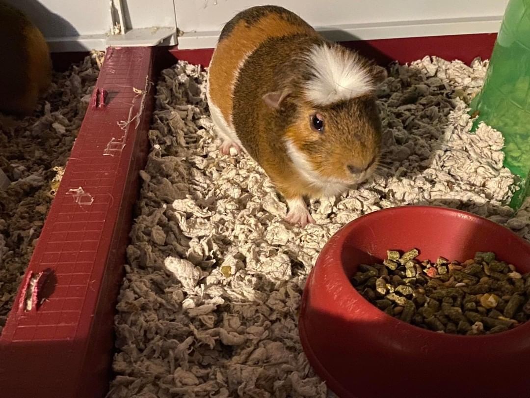 **HOME-TO-HOME ADOPTION**

S’more and Skelly are bonded father and son Piggies who are looking for their new home. 
They both love veggies and will squeak as soon as they hear you are home, as they love their afternoon veggie treats. 

If you are interested in these two sweet boys, please message us your contact info and we’ll pass it along to their current owner.