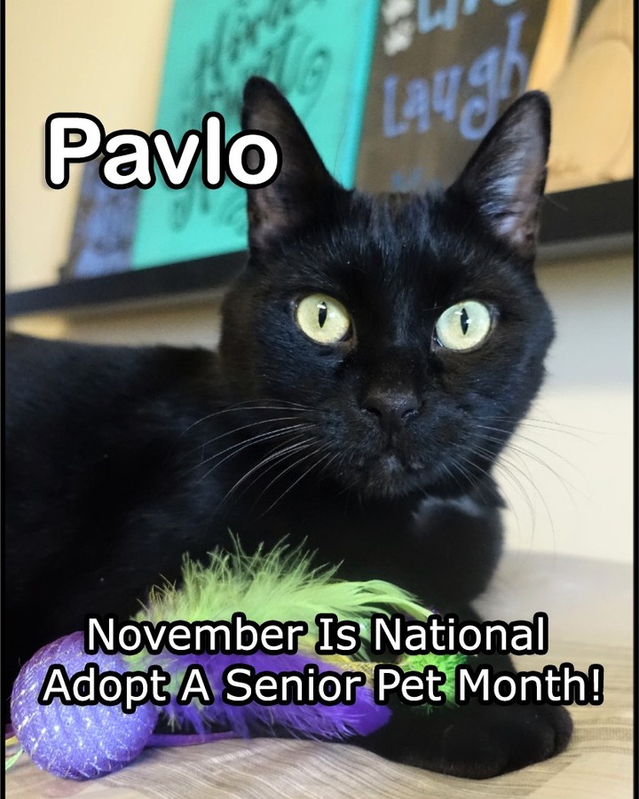 Its the last day of November! Did you know November is  National Adopt A Senior Pet Month!

Pavlo is a sweet 8.5 year old boy who is on the hunt for a forever home! 

To learn more about Pavlo visit: http://www.portageanimalwelfaresociety.com/wordpress/?p=9151