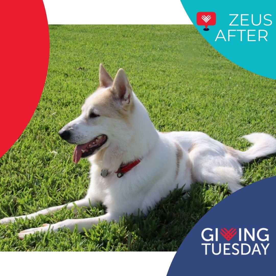 Meet Zeus!

Zeus found himself with a mangled leg that his owners never fixed , but after a successful surgery to repair his leg he is raring to play with his foster sibling now....he is even good with cats! Your Giving Tuesday donations will not only help him during his recovery but allow us to rescue more just like him. 

You can donate on our website www.secondchancepets.org or here on Facebook on our Giving Tuesday Fundraiser https://www.facebook.com/donate/1063077974521950/

Your contribution will make an impact, whether you donate $5 or $500. Even if you are unable to make a donation; liking, commenting, and sharing helps spread the word. Every little bit helps. Thank you for your support. 

<a target='_blank' href='https://www.instagram.com/explore/tags/GivingTuesday/'>#GivingTuesday</a> <a target='_blank' href='https://www.instagram.com/explore/tags/Houston/'>#Houston</a> <a target='_blank' href='https://www.instagram.com/explore/tags/rescue/'>#rescue</a> <a target='_blank' href='https://www.instagram.com/explore/tags/adoptdontshop/'>#adoptdontshop</a> <a target='_blank' href='https://www.instagram.com/explore/tags/Dog/'>#Dog</a> <a target='_blank' href='https://www.instagram.com/explore/tags/GivingTuesday2021/'>#GivingTuesday2021</a>