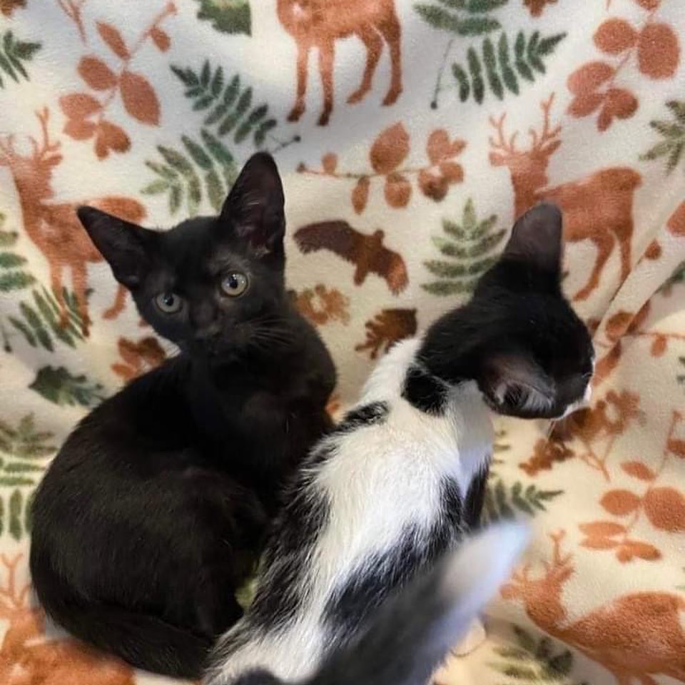 Pandora & Cleopatra 

Remember these two scraggly little ones??? Well, look how fabulous they are looking‼️ Both will be ready for adoption soon. 

Pandora and Cleopatra are just adorable and if you would like two special babies...well here's your chance‼️

Please go to www.saveakittyca.org  click on cats to complete an application.

<a target='_blank' href='https://www.instagram.com/explore/tags/ChewyFamily/'>#ChewyFamily</a>
<a target='_blank' href='https://www.instagram.com/explore/tags/PetsBringUsTogether/'>#PetsBringUsTogether</a>