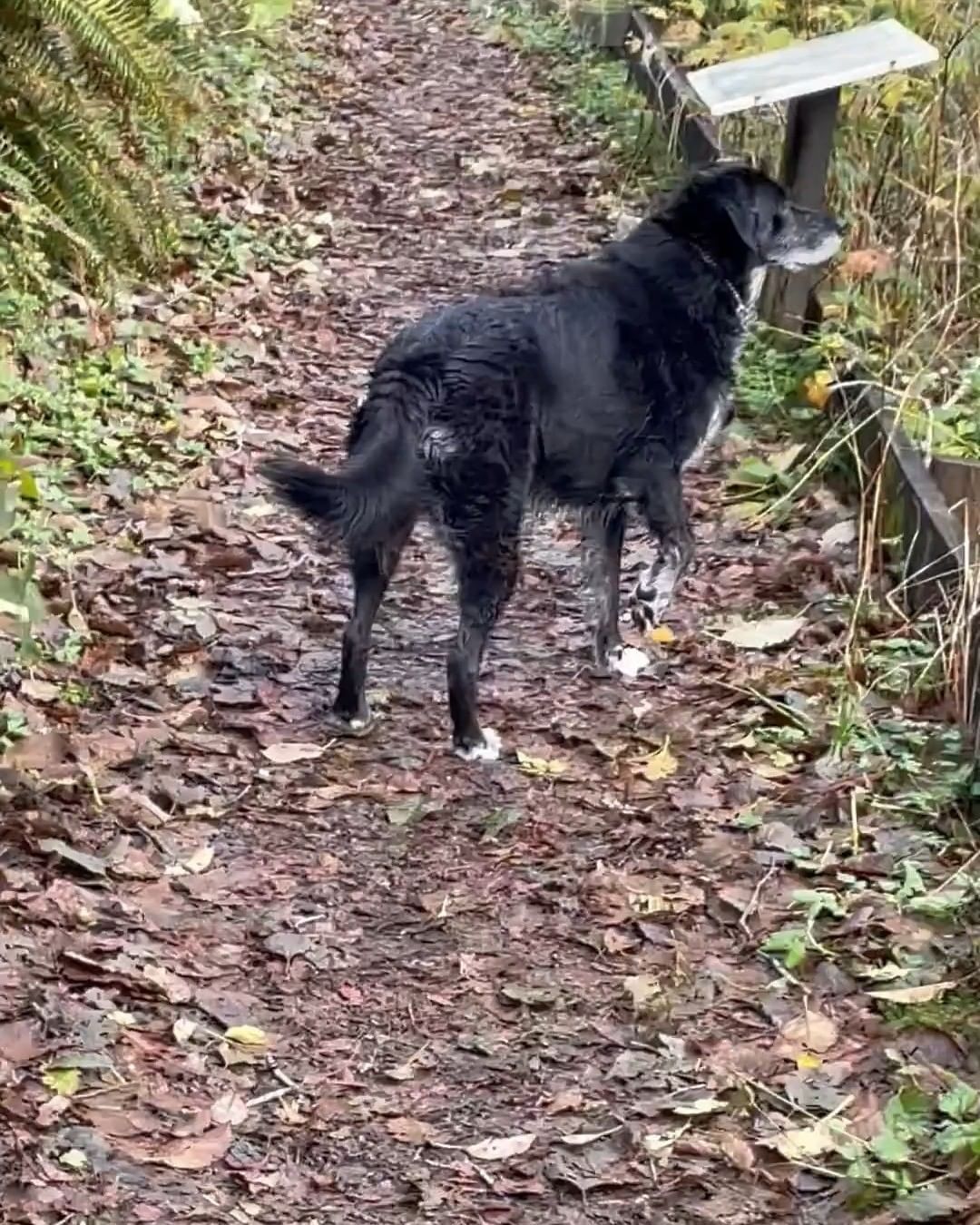 This lovely girl being featured in today's Sunday Buttday was adopted 8 years ago from PAWSGH!

It is amazing seeing life-long bonds built between humans and animals. Kirby Sue is a perfect example of how the time and energy put into caring for an animal and helping them through the adoption process is all worth it in the end. Often when they first come in they are scared and confused and as a result, hide in a shell. Seeing these beautiful beings slowly open up and show their personality is a thing every team member at PAWSGH never gets tired of and always brings a happy flutter to the heart. 💕🌞

You go Kirby Sue!

<a target='_blank' href='https://www.instagram.com/explore/tags/adoptdontshop/'>#adoptdontshop</a> <a target='_blank' href='https://www.instagram.com/explore/tags/makeadifference/'>#makeadifference</a> <a target='_blank' href='https://www.instagram.com/explore/tags/dogs/'>#dogs</a> <a target='_blank' href='https://www.instagram.com/explore/tags/dog/'>#dog</a> <a target='_blank' href='https://www.instagram.com/explore/tags/dogsofinstagram/'>#dogsofinstagram</a> <a target='_blank' href='https://www.instagram.com/explore/tags/pawsghdogs/'>#pawsghdogs</a> <a target='_blank' href='https://www.instagram.com/explore/tags/pawsgh/'>#pawsgh</a> <a target='_blank' href='https://www.instagram.com/explore/tags/cute/'>#cute</a> <a target='_blank' href='https://www.instagram.com/explore/tags/cuteanimals/'>#cuteanimals</a> <a target='_blank' href='https://www.instagram.com/explore/tags/animalshelter/'>#animalshelter</a> <a target='_blank' href='https://www.instagram.com/explore/tags/petbuttday/'>#petbuttday</a> <a target='_blank' href='https://www.instagram.com/explore/tags/sunday/'>#sunday</a> <a target='_blank' href='https://www.instagram.com/explore/tags/funny/'>#funny</a> <a target='_blank' href='https://www.instagram.com/explore/tags/funnyanimals/'>#funnyanimals</a>