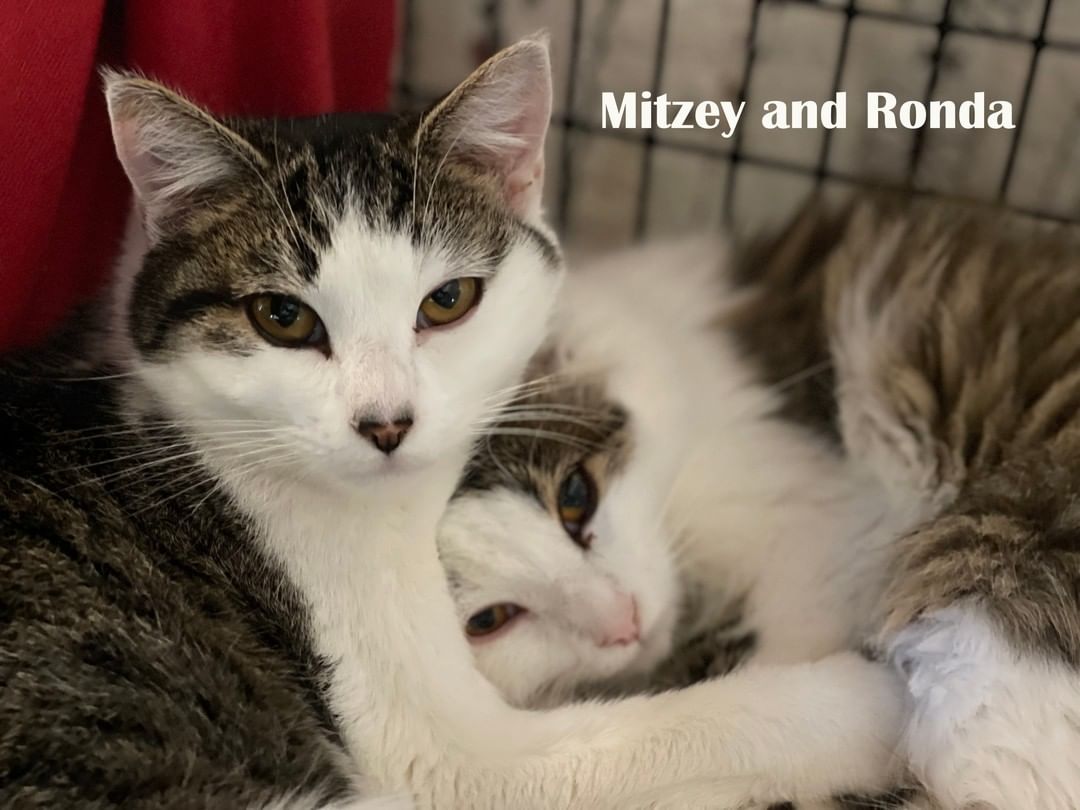 Mitzey and Ronda are a bonded pair, they are 7 month old female sisters. Ronda is a DLH and Mitzey is a DSH. 

2 for 1 Adoption Fee

To adopt or foster, please call the facility. 209-533-3622 or fill out the form https://www.foac.us/cat-adoption-application/