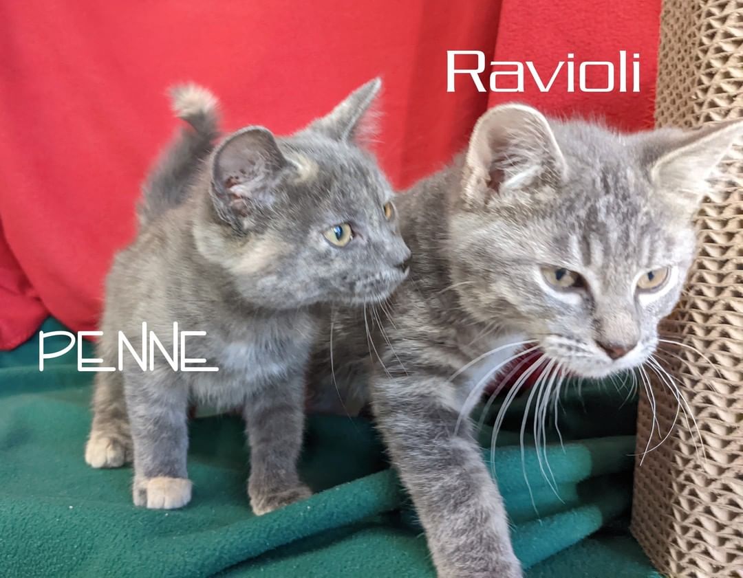 When you adopt two cats at the same time, you are not only taking the steps to keep both cats healthy and happy, but you are also lessening the financial strain and challenges adoption centers face on a daily basis to provide for their welfare. You benefit from the love and companionship of two cats, and your local shelter can utilize their time and resources more effectively. But in the end, you are also providing a forever home, and that’s the most important thing.
Check our some of our pairs available for adoption now!

<a target='_blank' href='https://www.instagram.com/explore/tags/TwoAreBetterThanOne/'>#TwoAreBetterThanOne</a> <a target='_blank' href='https://www.instagram.com/explore/tags/catadoption/'>#catadoption</a> <a target='_blank' href='https://www.instagram.com/explore/tags/rescuedisthebestbreed/'>#rescuedisthebestbreed</a> <a target='_blank' href='https://www.instagram.com/explore/tags/bestfriends/'>#bestfriends</a> <a target='_blank' href='https://www.instagram.com/explore/tags/pairs/'>#pairs</a> <a target='_blank' href='https://www.instagram.com/explore/tags/bonded/'>#bonded</a> <a target='_blank' href='https://www.instagram.com/explore/tags/MeantToBeTogether/'>#MeantToBeTogether</a>