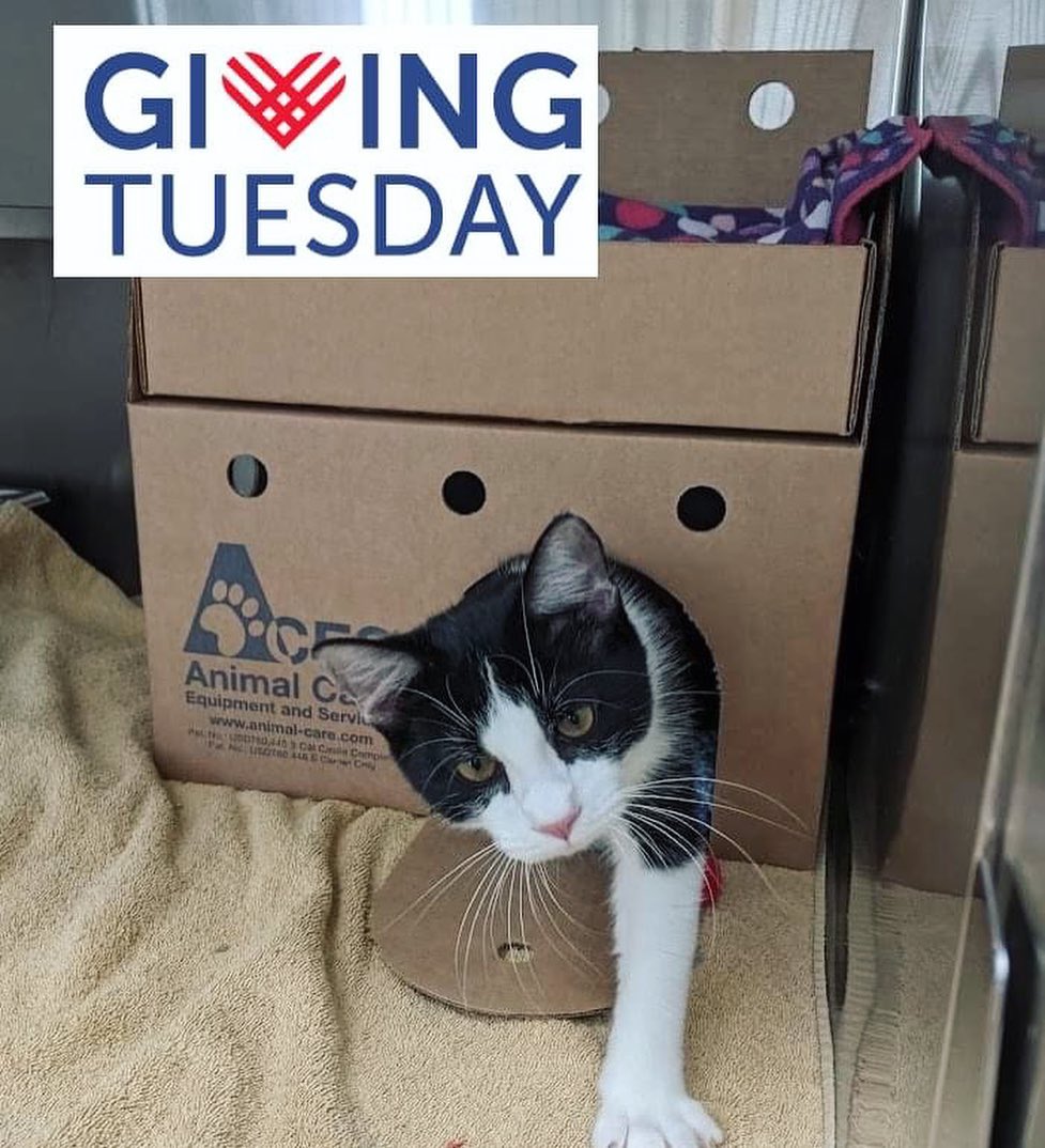 <a target='_blank' href='https://www.instagram.com/explore/tags/GivingTuesday/'>#GivingTuesday</a> is here. This year, we’re asking our wonderful community, followers, and friends to consider giving to an organization that has given our animals so much. 

All year-round, @fmcainfo helps us fund medical care for our most critical animals, provides Trap-Neuter-Release programs for feral cats, operates a robust foster care program, provides us with essential supplies such as toys, harnesses, enrichment supplies, and neo-natal care items, and so much more. 

<a target='_blank' href='https://www.instagram.com/explore/tags/FMCA/'>#FMCA</a> is funded solely by community donations and operated by dedicated volunteers, which is why they need YOU to help them continue to make a difference in the lives of stray, neglected, abused, and ill animals. To help FMCA this <a target='_blank' href='https://www.instagram.com/explore/tags/GivingTuesday2021/'>#GivingTuesday2021</a>, please click the link in our bio

<a target='_blank' href='https://www.instagram.com/explore/tags/givingtuesday2021/'>#givingtuesday2021</a> <a target='_blank' href='https://www.instagram.com/explore/tags/montgomerycounty/'>#montgomerycounty</a> <a target='_blank' href='https://www.instagram.com/explore/tags/reasonstogive/'>#reasonstogive</a>  <a target='_blank' href='https://www.instagram.com/explore/tags/adoptdontshop/'>#adoptdontshop</a>