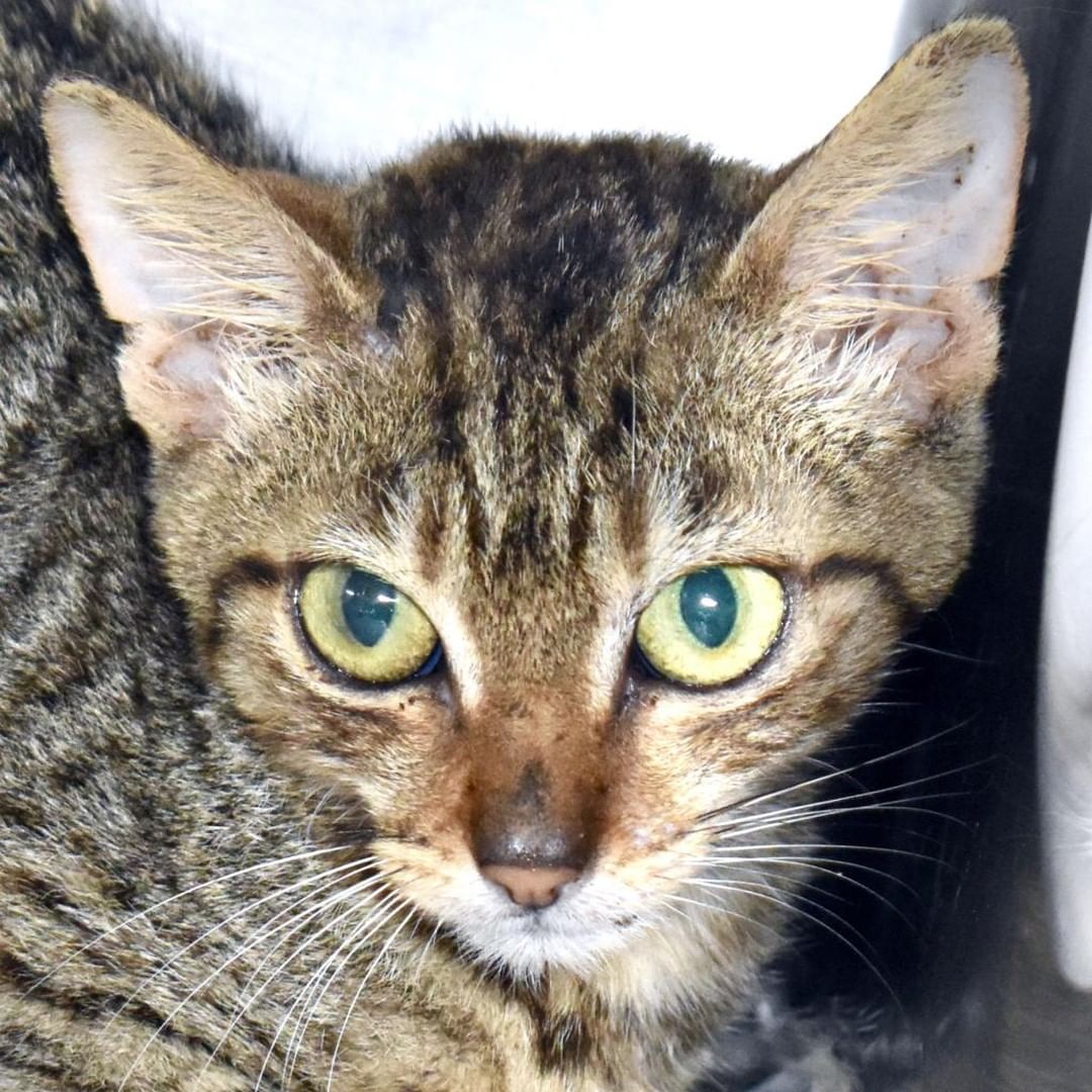 Your donations today will go towards saving more animals like Buffy. When you donate on this Giving Tuesday, your donation will be matched up to $5,000. Please donate if you can on this Giving Tuesday and help us save more animals. Donate at bit.ly/givingtuesdaykhs.
 
Buffy came into the shelter as a three-month-old kitten, and like lots of stray kittens we take in every month, she had ringworm. That means that she had to be isolated from other animals. Her first several months in the shelter were so scary for her because she didn't know that we were doing this because we wanted her to get better. Ringworm treatment requires dipping the cat in a bucket of solution and it's not fun for anyone. She was scared and alone and stressed. So, she developed an upper respiratory infection, as stressed cats often do. As much love as we gave her, it wasn't enough to make her understand that all of this medical treatment was for her own good. So, by the time she hit the adoption floor, she was older and not as friendly as some of the other cats and so she was passed up over and over again. She just went into foster care a couple of weeks ago and she's already warmed up so much. In the shelter, she would hardly ever interact with anyone, but within her first week of foster care she's already playing and socializing with people. It just goes to show how vital getting animals into foster care is. Your donations will go to supplies for our foster animals, medical treatment like what we gave Buffy and so much more. Mahalo for your support on this Giving Tuesday. 

<a target='_blank' href='https://www.instagram.com/explore/tags/givingtuesday/'>#givingtuesday</a> <a target='_blank' href='https://www.instagram.com/explore/tags/givingtuesday2021/'>#givingtuesday2021</a>