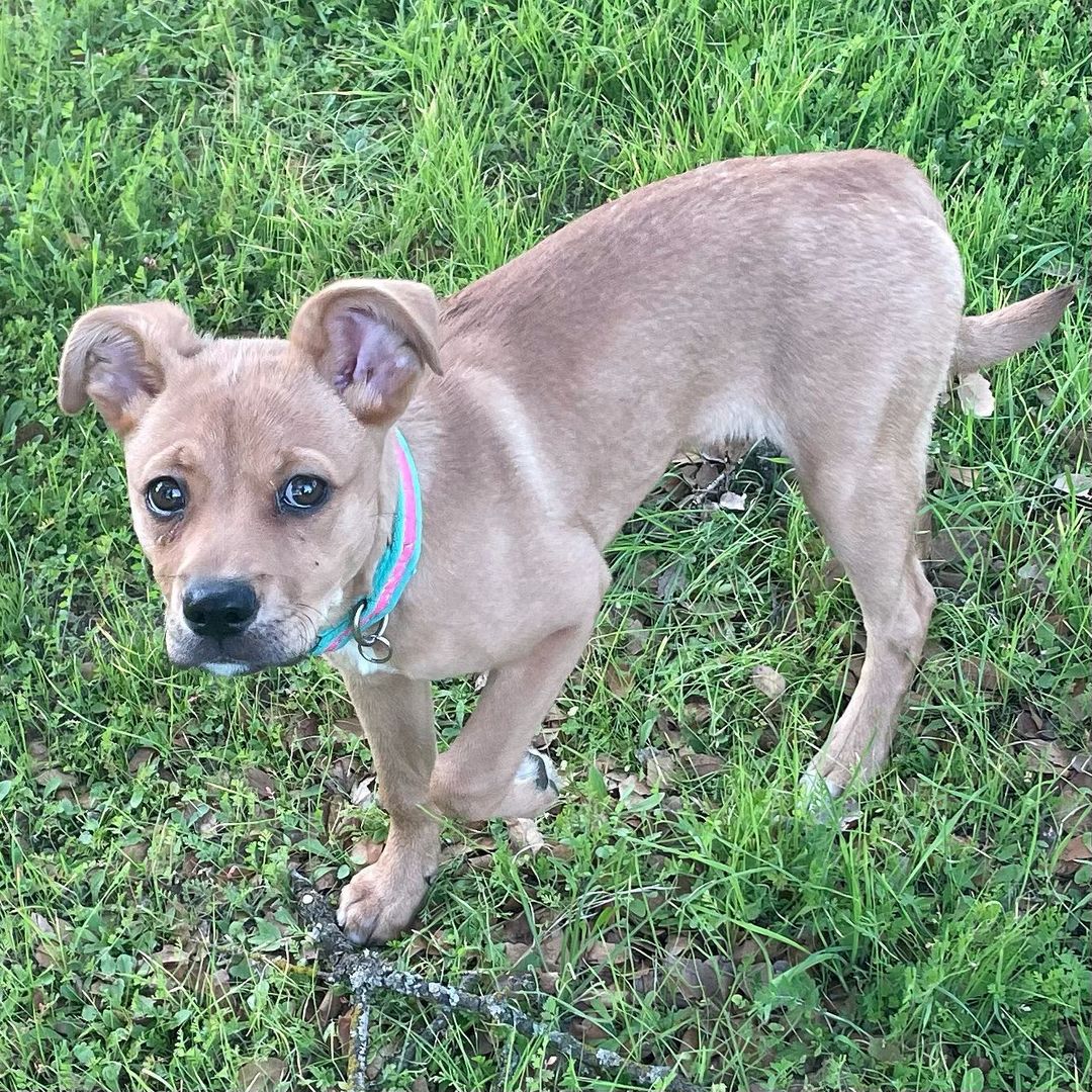 Hey there! It’s me Honey Bear! My foster mom says I’m just as sweet as honey and so very loving and cuddly. I’m a pretty amazing and well behaved 3 month old pup. I’m crate trained, seem to be house trained, good in the car, good off leash, large and small dog friendly, cat friendly, and am very quiet! I even know how to sit and am super treat motivated! My foster mom isn’t 100% sure what I am as I am a medium sized girl who is about 18 pounds right now. I will be about 50 pounds when full grown. She’s guessing me to be a Terrier and Shepherd mix! Whatever I am I sure am cute with goofy ears! I love to play with humans and other dogs and get the zoomies. I’m sure to be the perfect addition to anyone’s family. If that family is you please complete an online adoption application for me or contact my foster mom at (559)267-3607!