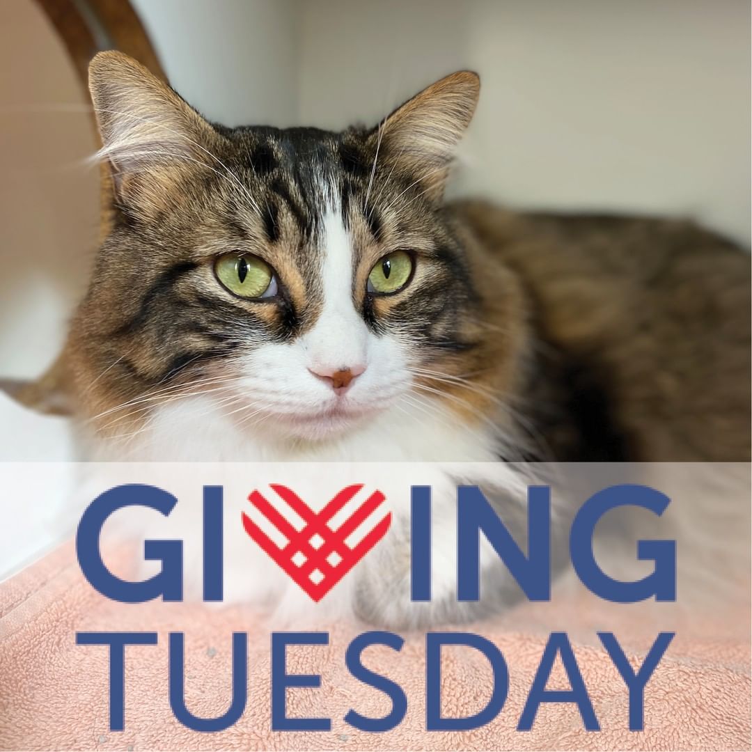 Every act of generosity counts.  We know this to be true at Little Traverse Bay Humane Society and this is evident in the caring individuals and businesses that make up our community.  Tomorrow, November 30 is Giving Tuesday, a day created to celebrate giving back to others. 

Each year, our shelter provides a temporary home to hundreds of homeless cats and kittens.  This Giving Tuesday, our goal is to improve the lives of every shelter cat who enters our facility—stay tuned tomorrow for more details and consider being part of this campaign that helps shelter cats!