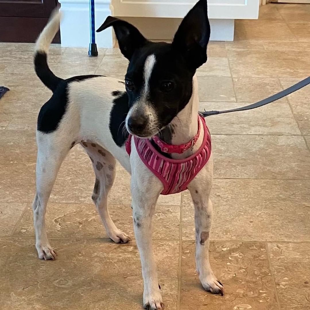 Hey hey, here’s JJ - She’s an 8 month old rat terrier mix puppy. She is full of energy and is a fun little girl, weighing about 8 lbs. She does well with dogs her own size, big dogs scare her. She is 90% potty trained and just needs a little more time.  JJ would be fine with kids over 7 years old. If you would like to meet JJ, please complete an application:

https://thefarmdogrescue.com/farm/adopt-application/