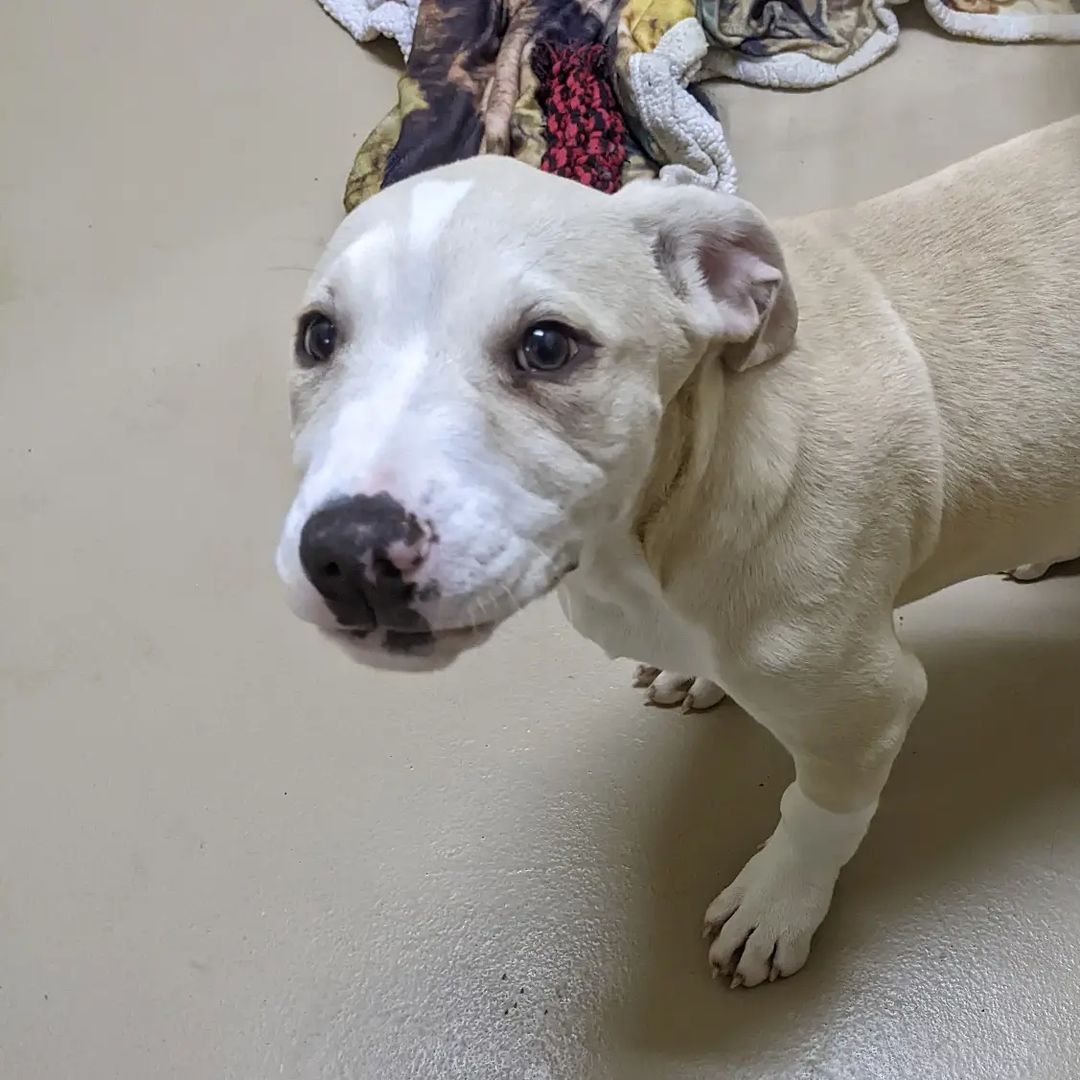 Santa Came early to Pet Network! 🎄 

Cindy Lou and Max are quickly becoming staff favorites ❤️

These big babies are looking for a home for the holidays! 

<a target='_blank' href='https://www.instagram.com/explore/tags/holidays/'>#holidays</a> <a target='_blank' href='https://www.instagram.com/explore/tags/rescue/'>#rescue</a> <a target='_blank' href='https://www.instagram.com/explore/tags/laketahoe/'>#laketahoe</a> <a target='_blank' href='https://www.instagram.com/explore/tags/tahoe/'>#tahoe</a> <a target='_blank' href='https://www.instagram.com/explore/tags/inclinevillage/'>#inclinevillage</a> <a target='_blank' href='https://www.instagram.com/explore/tags/adoptable/'>#adoptable</a> <a target='_blank' href='https://www.instagram.com/explore/tags/petnetwork/'>#petnetwork</a>