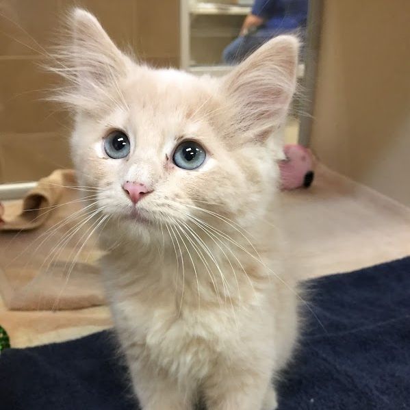 Looking for an interesting and rewarding job?  We are currently hiring for an Animal Welfare Specialist position at the Admissions & Assessment Center.  Visit either location to fill out an application! You can learn more about the position at : 
https://loom.ly/IE_yJZY 

*this cutie has been adopted!