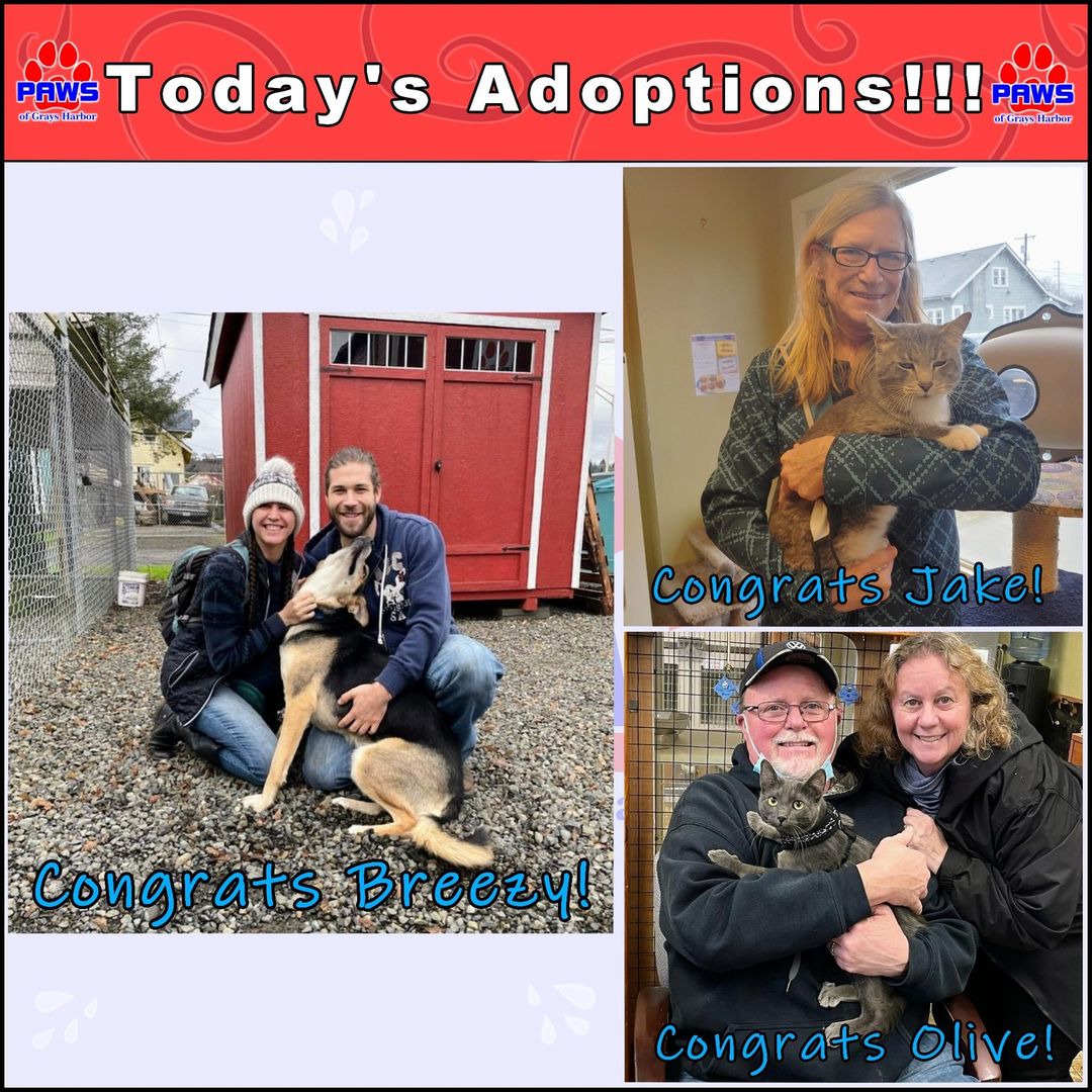 Today is Giving Tuesday and the adoption train keeps chugging along! 😄💓

Breezy is giving the adoption process a 2nd try and boy is she loving it! The happy doggy really leaned on into her new family confidently for the picture, relishing the whole experience. You go, Breezy!

Jake is determined to find himself the perfect forever home and we have a great feeling on this one! He was really comfy in his new human's arms. We believe in you, Jake!

Olive is a beautiful gray kitty with dazzling orbs for eyes. She is already on her way to making herself comfy on one of her new family member's laps. A comfy kitty is a happy kitty!

We want to send thanks to today's brilliant adopters. If you are interested in adopting please check out: http://www.pawsgh.org/adoptablepets/

<a target='_blank' href='https://www.instagram.com/explore/tags/adoptdontshop/'>#adoptdontshop</a> <a target='_blank' href='https://www.instagram.com/explore/tags/makeadifference/'>#makeadifference</a> <a target='_blank' href='https://www.instagram.com/explore/tags/dog/'>#dog</a> <a target='_blank' href='https://www.instagram.com/explore/tags/dogs/'>#dogs</a> <a target='_blank' href='https://www.instagram.com/explore/tags/cat/'>#cat</a> <a target='_blank' href='https://www.instagram.com/explore/tags/cats/'>#cats</a> <a target='_blank' href='https://www.instagram.com/explore/tags/kitten/'>#kitten</a> <a target='_blank' href='https://www.instagram.com/explore/tags/kittens/'>#kittens</a> <a target='_blank' href='https://www.instagram.com/explore/tags/sheperd/'>#sheperd</a> <a target='_blank' href='https://www.instagram.com/explore/tags/husky/'>#husky</a> <a target='_blank' href='https://www.instagram.com/explore/tags/graycat/'>#graycat</a> <a target='_blank' href='https://www.instagram.com/explore/tags/tabby/'>#tabby</a> <a target='_blank' href='https://www.instagram.com/explore/tags/graytabby/'>#graytabby</a> <a target='_blank' href='https://www.instagram.com/explore/tags/dogsofinstagram/'>#dogsofinstagram</a> <a target='_blank' href='https://www.instagram.com/explore/tags/catsofinstagram/'>#catsofinstagram</a> <a target='_blank' href='https://www.instagram.com/explore/tags/kittensofinstagram/'>#kittensofinstagram</a> <a target='_blank' href='https://www.instagram.com/explore/tags/pawsghdogs/'>#pawsghdogs</a> <a target='_blank' href='https://www.instagram.com/explore/tags/pawsghcats/'>#pawsghcats</a> <a target='_blank' href='https://www.instagram.com/explore/tags/pawsghkittens/'>#pawsghkittens</a> <a target='_blank' href='https://www.instagram.com/explore/tags/pawsgh/'>#pawsgh</a> <a target='_blank' href='https://www.instagram.com/explore/tags/cute/'>#cute</a> <a target='_blank' href='https://www.instagram.com/explore/tags/cuteanimals/'>#cuteanimals</a> <a target='_blank' href='https://www.instagram.com/explore/tags/animalshelter/'>#animalshelter</a>