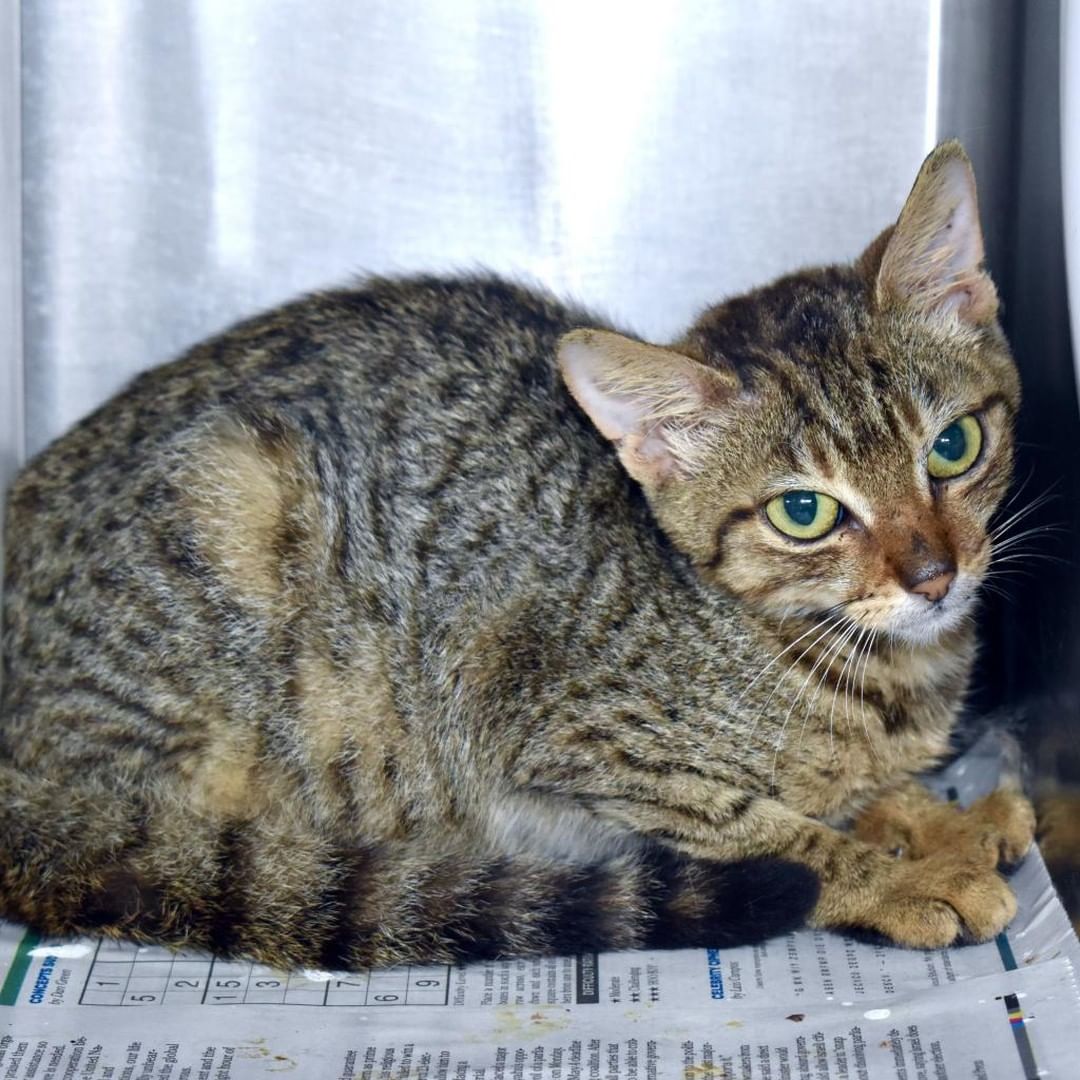 Your donations today will go towards saving more animals like Buffy. When you donate on this Giving Tuesday, your donation will be matched up to $5,000. Please donate if you can on this Giving Tuesday and help us save more animals. Donate at bit.ly/givingtuesdaykhs.
 
Buffy came into the shelter as a three-month-old kitten, and like lots of stray kittens we take in every month, she had ringworm. That means that she had to be isolated from other animals. Her first several months in the shelter were so scary for her because she didn't know that we were doing this because we wanted her to get better. Ringworm treatment requires dipping the cat in a bucket of solution and it's not fun for anyone. She was scared and alone and stressed. So, she developed an upper respiratory infection, as stressed cats often do. As much love as we gave her, it wasn't enough to make her understand that all of this medical treatment was for her own good. So, by the time she hit the adoption floor, she was older and not as friendly as some of the other cats and so she was passed up over and over again. She just went into foster care a couple of weeks ago and she's already warmed up so much. In the shelter, she would hardly ever interact with anyone, but within her first week of foster care she's already playing and socializing with people. It just goes to show how vital getting animals into foster care is. Your donations will go to supplies for our foster animals, medical treatment like what we gave Buffy and so much more. Mahalo for your support on this Giving Tuesday. 

<a target='_blank' href='https://www.instagram.com/explore/tags/givingtuesday/'>#givingtuesday</a> <a target='_blank' href='https://www.instagram.com/explore/tags/givingtuesday2021/'>#givingtuesday2021</a>