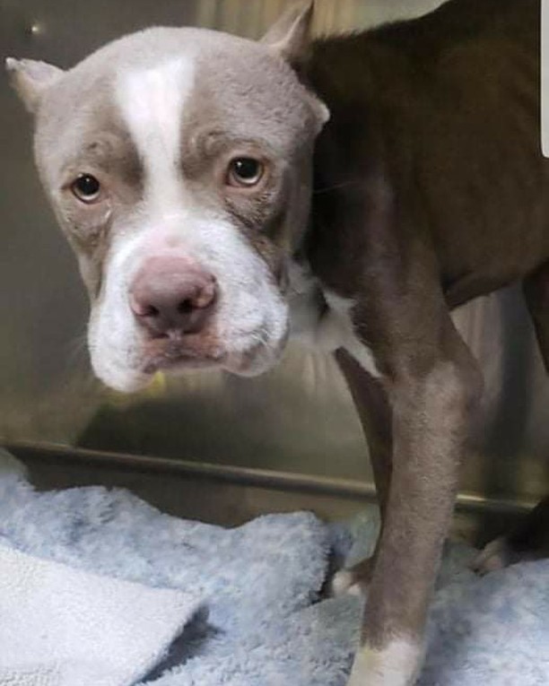 Urgent Foster needed! For a 6mth old Pittie baby Grey! He is 27lb very underweight he is in need of a medical foster will be arriving on the 8th from Memphis TN . Please message the page if you can foster him! Located in Myrtle Beach SC area!