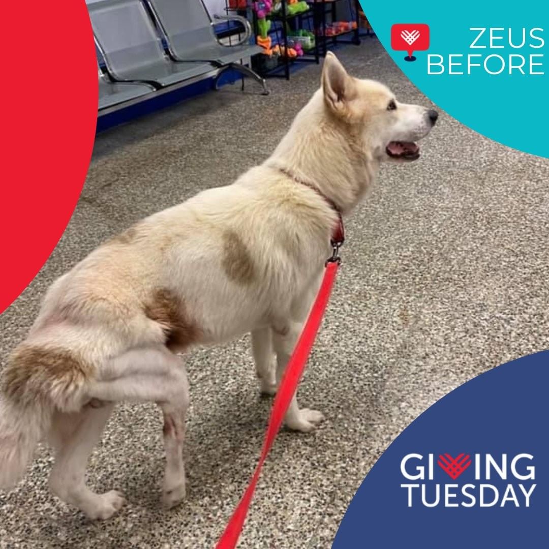 Meet Zeus!

Zeus found himself with a mangled leg that his owners never fixed , but after a successful surgery to repair his leg he is raring to play with his foster sibling now....he is even good with cats! Your Giving Tuesday donations will not only help him during his recovery but allow us to rescue more just like him. 

You can donate on our website www.secondchancepets.org or here on Facebook on our Giving Tuesday Fundraiser https://www.facebook.com/donate/1063077974521950/

Your contribution will make an impact, whether you donate $5 or $500. Even if you are unable to make a donation; liking, commenting, and sharing helps spread the word. Every little bit helps. Thank you for your support. 

<a target='_blank' href='https://www.instagram.com/explore/tags/GivingTuesday/'>#GivingTuesday</a> <a target='_blank' href='https://www.instagram.com/explore/tags/Houston/'>#Houston</a> <a target='_blank' href='https://www.instagram.com/explore/tags/rescue/'>#rescue</a> <a target='_blank' href='https://www.instagram.com/explore/tags/adoptdontshop/'>#adoptdontshop</a> <a target='_blank' href='https://www.instagram.com/explore/tags/Dog/'>#Dog</a> <a target='_blank' href='https://www.instagram.com/explore/tags/GivingTuesday2021/'>#GivingTuesday2021</a>