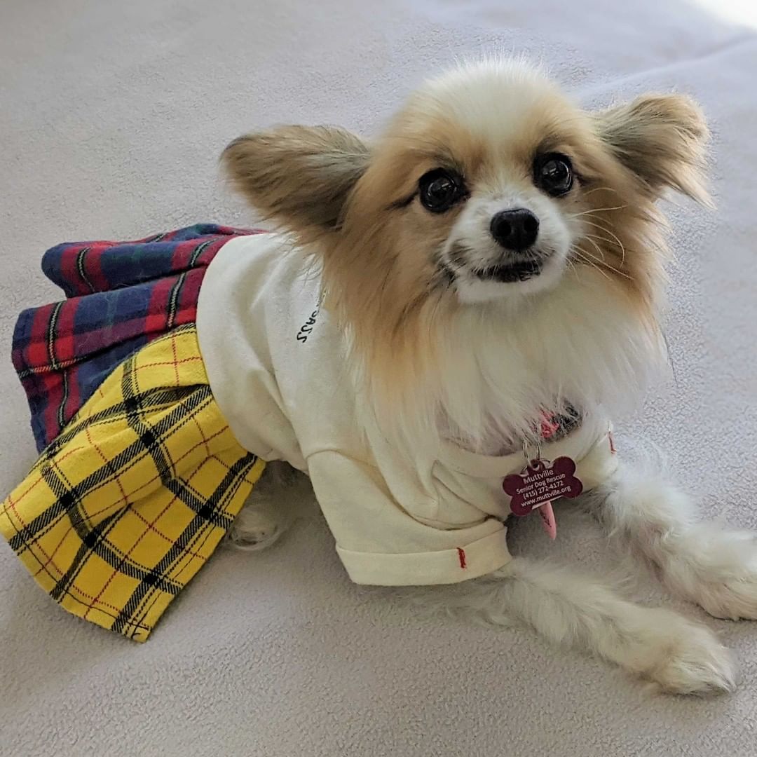 <a target='_blank' href='https://www.instagram.com/explore/tags/24HoursOfGratitude/'>#24HoursOfGratitude</a> - Style icons! Like my dress? It has POCKETS. The mutts love channeling their inner Cher Horowitz to give new meaning to the term style icon! <a target='_blank' href='https://www.instagram.com/explore/tags/GivingTuesday/'>#GivingTuesday</a> You can donate now to our matching campaign! Link in bio.