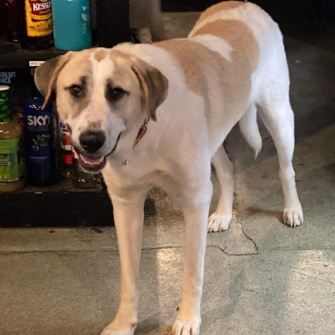 Now this looks like a dog that knows he's handsome!! 

Willie is a 70lb Pyrenees/Anatolian mix. He is less than a year old and hasn’t had the best start to his doggie life so far. After being dumped in a cemetery and left to fend for himself with his brothers and sister for over 2 weeks, he was rescued and brought to Wisconsin. He is slowly adjusting to life in his foster home and still unsure of everything. A fenced in yard would be best for him to be able to go in and outside at his own pace since he is uncomfortable walking on a leash. He knows to go potty outside but it can be difficult to get him to go if he’s leashed. He is learning to trust and love dog life more and more every day. He needs flexibility and patience to discover his surroundings and people in his own time. He’s a cuddler and loves the comfort of people around and having a warm bed to sleep in. He will need a patient and loving family to give him the time to adjust and trust them, but Willie is worth the wait. He’s got a lot of love to give he just doesn’t know who to give it to. Is that you?

<a target='_blank' href='https://www.instagram.com/explore/tags/adoptdontshop/'>#adoptdontshop</a>
<a target='_blank' href='https://www.instagram.com/explore/tags/luckymuttswi/'>#luckymuttswi</a>
<a target='_blank' href='https://www.instagram.com/explore/tags/rescuedogsmke/'>#rescuedogsmke</a>
<a target='_blank' href='https://www.instagram.com/explore/tags/doglovers/'>#doglovers</a>
<a target='_blank' href='https://www.instagram.com/explore/tags/rescuedogsofinstagram/'>#rescuedogsofinstagram</a>
<a target='_blank' href='https://www.instagram.com/explore/tags/sweetpup/'>#sweetpup</a>
<a target='_blank' href='https://www.instagram.com/explore/tags/mke/'>#mke</a>
<a target='_blank' href='https://www.instagram.com/explore/tags/mkepup/'>#mkepup</a>
<a target='_blank' href='https://www.instagram.com/explore/tags/wisconsinrescue/'>#wisconsinrescue</a>
<a target='_blank' href='https://www.instagram.com/explore/tags/lovedogs/'>#lovedogs</a>
<a target='_blank' href='https://www.instagram.com/explore/tags/rescue/'>#rescue</a>
<a target='_blank' href='https://www.instagram.com/explore/tags/foster/'>#foster</a>
<a target='_blank' href='https://www.instagram.com/explore/tags/adopt/'>#adopt</a>
<a target='_blank' href='https://www.instagram.com/explore/tags/dogsofinstagram/'>#dogsofinstagram</a>
<a target='_blank' href='https://www.instagram.com/explore/tags/dogrescue/'>#dogrescue</a>
<a target='_blank' href='https://www.instagram.com/explore/tags/bigdoglovers/'>#bigdoglovers</a>
<a target='_blank' href='https://www.instagram.com/explore/tags/bigboy/'>#bigboy</a>
<a target='_blank' href='https://www.instagram.com/explore/tags/handsome/'>#handsome</a>
<a target='_blank' href='https://www.instagram.com/explore/tags/cuddle/'>#cuddle</a>
<a target='_blank' href='https://www.instagram.com/explore/tags/anatolian/'>#anatolian</a>