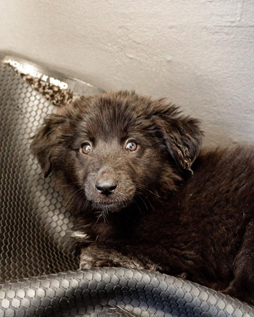 The cuteness does not stop. ❤️

Please meet these amazing puppies who all came to us last week from Perris, California. 😍

Swipe through to meet 6, Husky/Shepard mixes and apply now. 

These babies were left to did and running in the streets. Just look at them now 🤩

<a target='_blank' href='https://www.instagram.com/explore/tags/wagmor/'>#wagmor</a> <a target='_blank' href='https://www.instagram.com/explore/tags/wagmorpets/'>#wagmorpets</a> <a target='_blank' href='https://www.instagram.com/explore/tags/Wagmorfamily/'>#Wagmorfamily</a>