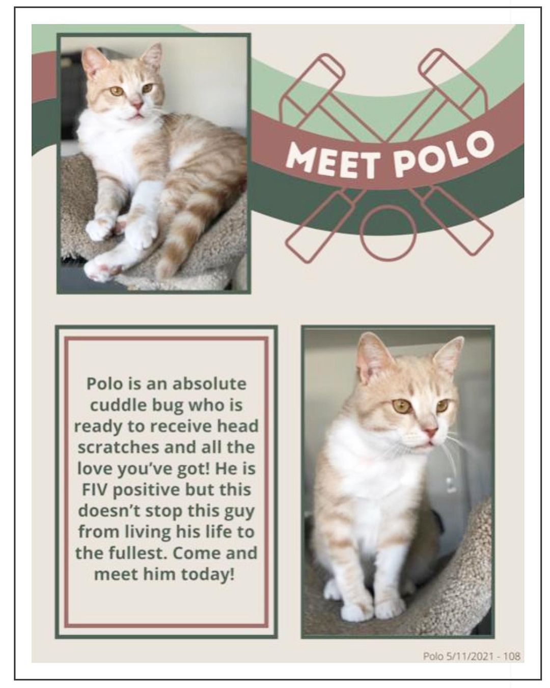 Meet Wallace & Polo💙💙

They may be FIV+ but are here to show you <a target='_blank' href='https://www.instagram.com/explore/tags/fivisnobigdeal/'>#fivisnobigdeal</a> !! These handsome hunks are buds—they are both sweet & cuddly & love to be shown attention/affection. They’ve been patiently waiting for their furever homes since  August/May (respectively)😢

Won’t you please take a moment on this Cyber Monday to fill out a no-obligation app via link in bio? We can’t wait for you to meet one or both of them🐈‍⬛🐈. Thank you! 

<a target='_blank' href='https://www.instagram.com/explore/tags/forgottencats/'>#forgottencats</a> <a target='_blank' href='https://www.instagram.com/explore/tags/fivcatsofinstagram/'>#fivcatsofinstagram</a>