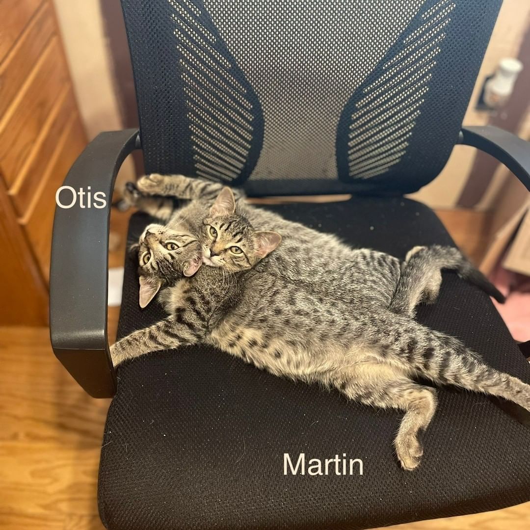 Martin and Otis are a bonded pair, males, DSH and are 6 months old. 

2 for 1 Adoption Fee

To adopt or foster, please call the facility. 209-533-3622 or fill out the form https://www.foac.us/cat-adoption-application/
 <a target='_blank' href='https://www.instagram.com/explore/tags/adoption/'>#adoption</a> <a target='_blank' href='https://www.instagram.com/explore/tags/adoptionrocks/'>#adoptionrocks</a>