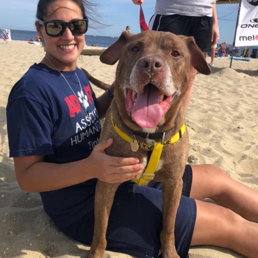 Our super handsome senior boy Rocco is somehow still waiting for a home. He was found a stray and sadly no one came looking for him, he is about 7 to 8 years old, loves to go on walks, loves to go in the car and to the beach or park, he appears dog friendly, a dog meet is always required. If interested in Rocco send us an email we can get you over an application and set up to meet him, tintonfallsahs@ahsppz.org <a target='_blank' href='https://www.instagram.com/explore/tags/adoptdontshop/'>#adoptdontshop</a> <a target='_blank' href='https://www.instagram.com/explore/tags/shelterdogs/'>#shelterdogs</a> <a target='_blank' href='https://www.instagram.com/explore/tags/humanesociety/'>#humanesociety</a> <a target='_blank' href='https://www.instagram.com/explore/tags/adoptabledogs/'>#adoptabledogs</a>