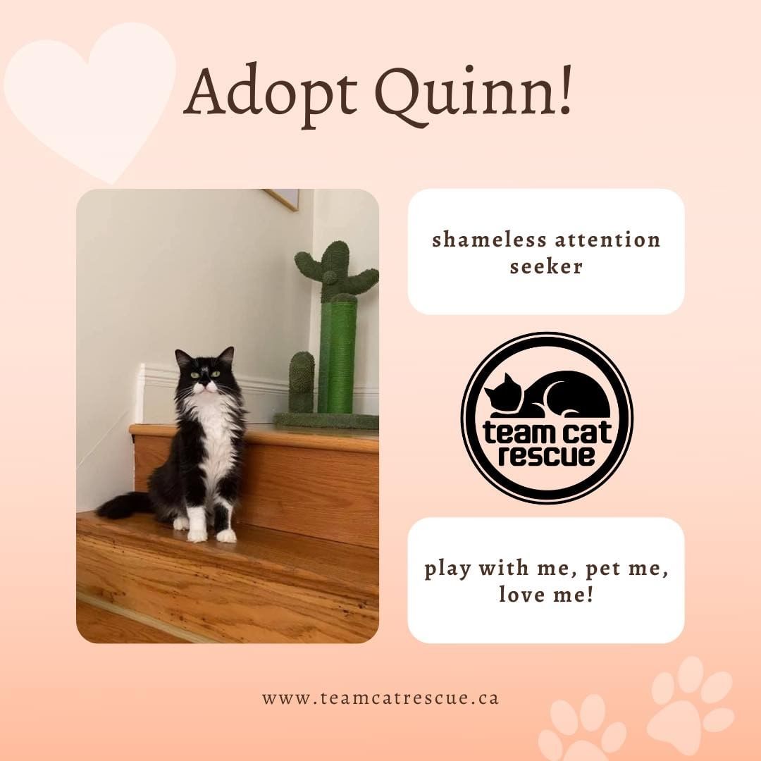 ADOPT ME! My name is Quinn, I am a bit shy at first but once I warm up you are in for all the love in the world. I am not fond of small kids but older kids are fine. I love any and all attention and every toy in the house is my favourite! I need a cat friend in my home so become besties with. 

Find my profile here: https://www.petango.com/Adopt/Cat-Domestic-Medium-Hair-46967284

.
.
.
.
.
.
.
.
.
.
<a target='_blank' href='https://www.instagram.com/explore/tags/teamcatrescue/'>#teamcatrescue</a> <a target='_blank' href='https://www.instagram.com/explore/tags/adoptacat/'>#adoptacat</a> <a target='_blank' href='https://www.instagram.com/explore/tags/adoptdontshop/'>#adoptdontshop</a> <a target='_blank' href='https://www.instagram.com/explore/tags/catrescue/'>#catrescue</a> <a target='_blank' href='https://www.instagram.com/explore/tags/rescuecat/'>#rescuecat</a> <a target='_blank' href='https://www.instagram.com/explore/tags/adopt/'>#adopt</a> <a target='_blank' href='https://www.instagram.com/explore/tags/adoption/'>#adoption</a> <a target='_blank' href='https://www.instagram.com/explore/tags/love/'>#love</a> <a target='_blank' href='https://www.instagram.com/explore/tags/catlovers/'>#catlovers</a> <a target='_blank' href='https://www.instagram.com/explore/tags/catlife/'>#catlife</a> <a target='_blank' href='https://www.instagram.com/explore/tags/cute/'>#cute</a> <a target='_blank' href='https://www.instagram.com/explore/tags/happy/'>#happy</a> <a target='_blank' href='https://www.instagram.com/explore/tags/toronto/'>#toronto</a> <a target='_blank' href='https://www.instagram.com/explore/tags/ilovemycat/'>#ilovemycat</a> <a target='_blank' href='https://www.instagram.com/explore/tags/cat/'>#cat</a> <a target='_blank' href='https://www.instagram.com/explore/tags/adoptcat/'>#adoptcat</a> <a target='_blank' href='https://www.instagram.com/explore/tags/nonprofit/'>#nonprofit</a> <a target='_blank' href='https://www.instagram.com/explore/tags/charity/'>#charity</a> <a target='_blank' href='https://www.instagram.com/explore/tags/follow/'>#follow</a> <a target='_blank' href='https://www.instagram.com/explore/tags/instagood/'>#instagood</a> <a target='_blank' href='https://www.instagram.com/explore/tags/catsofinstagram/'>#catsofinstagram</a> <a target='_blank' href='https://www.instagram.com/explore/tags/cats_of_instagram/'>#cats_of_instagram</a>