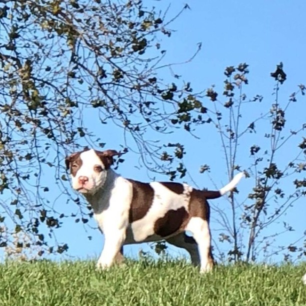 Celestial is an 12 week old mixed breed puppy.  Her colors and markings are beautiful.  Her foster sister calls her makeup girl because she looks like she has on eyeliner.  She has the sweetest demeanor and gets along great with all dogs big and small and does great with the our children (the youngest being 8). She loves to be held and is extremely affectionate. Chasing the ball in the yard is her all time favorite.

To be considered the first step is to apply here: https://www.pawsup4rescue.org/dog-cat-applicaiton 
We are located in Joliet Illinois and require adopters be within a 100-mile radius to adopt. If your app is picked we will be in touch by phone to set up a private meet.  If the dog is adopted we will post the adoption pic. Information on fees can be found here: https://www.pawsup4rescue.org/adoptions
<a target='_blank' href='https://www.instagram.com/explore/tags/pu4r/'>#pu4r</a> <a target='_blank' href='https://www.instagram.com/explore/tags/PawsUp4Rescue/'>#PawsUp4Rescue</a> <a target='_blank' href='https://www.instagram.com/explore/tags/fosterdog/'>#fosterdog</a> <a target='_blank' href='https://www.instagram.com/explore/tags/rescuedog/'>#rescuedog</a> <a target='_blank' href='https://www.instagram.com/explore/tags/adoptdontshop/'>#adoptdontshop</a>