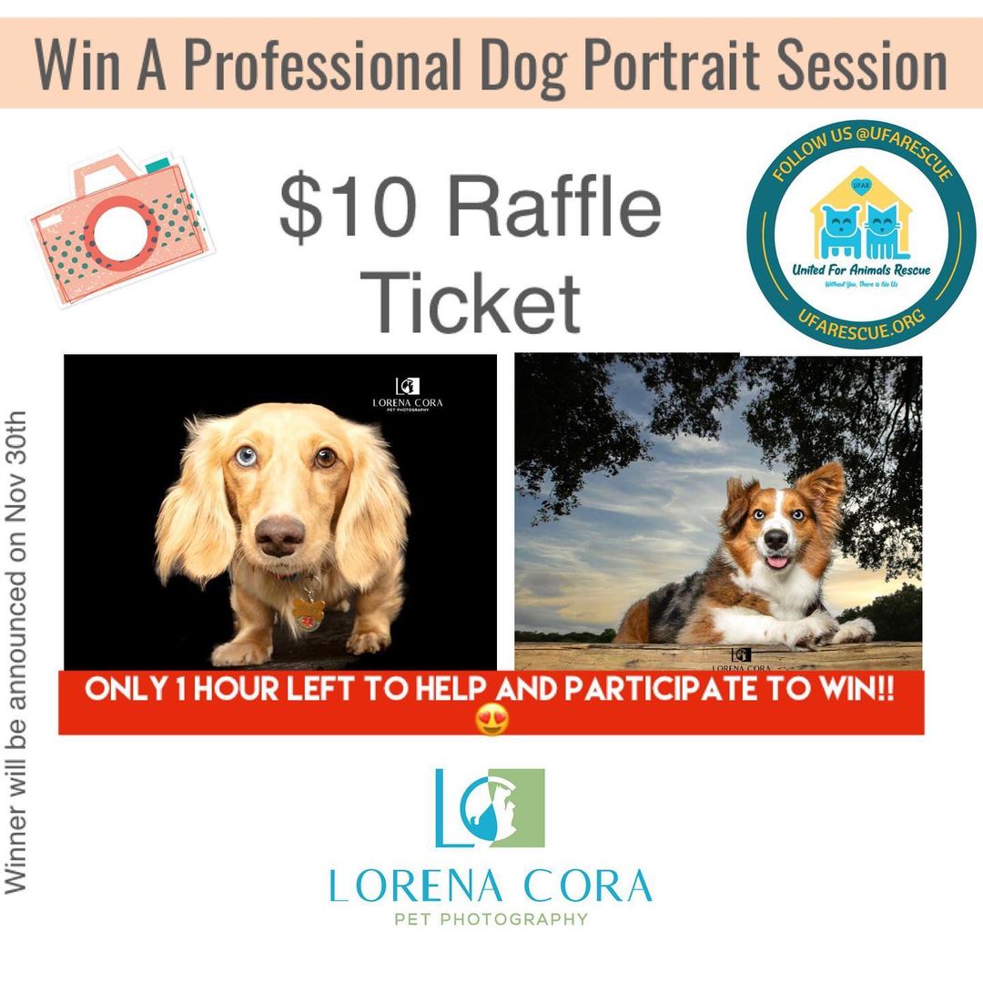 We only have ONE hour left  to sell the raffle tickets to help our shelter pets!! And you can be the big winner!!!!🙌😍

Who is ready for a giveaway??🐾🐾🐾

Our Shelter needs your help! 🙏🏻

By purchasing a raffle ticket, you will not only have an incredible memory of your dog captured by @lorena_corapetphotography ,but also will be helping over 200 homeless pets.❤️

Prize includes:

🐾Phone consultation to learn about your pet/s

🐾A photo session for up to two pets from the same household, outdoors on location up to 50 miles from Broward County

🐾A sneak peek preview image on Facebook

🐾A portrait selection appointment in the comfort of your home or agreed location to select your favorite image(s)

🐾A complimentary 5 x 7in gift print of your choice.

🐾To purchase your raffle ticket, you can click on the link on our profile BIO above or directly at:
https://linktr.ee/ufarescue

🍀 Good Luck!! Winner will be announced on November 30th at 9pm.🎈😀

Thank you @lorena_corapetphotography for donating towards our shelter pets!❤️

<a target='_blank' href='https://www.instagram.com/explore/tags/petphotography/'>#petphotography</a> <a target='_blank' href='https://www.instagram.com/explore/tags/dogportrait/'>#dogportrait</a> <a target='_blank' href='https://www.instagram.com/explore/tags/ufarescue/'>#ufarescue</a> <a target='_blank' href='https://www.instagram.com/explore/tags/giveaway/'>#giveaway</a> <a target='_blank' href='https://www.instagram.com/explore/tags/helpshelteranimals/'>#helpshelteranimals</a>