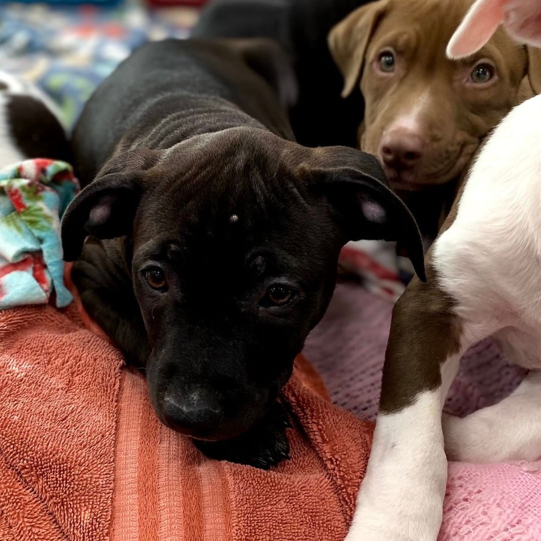 Alpha is a 13 week old mixed breed puppy. This handsome boys black sleek fur and puppy dog eyes will make your heart melt.  He has a big personality and loves to play.  Always the first one at the pen looking for love and attention.  He does  well with dogs big and small and gets along great with our children (the youngest being 8).

To be considered the first step is to apply here: https://www.pawsup4rescue.org/dog-cat-applicaiton 
We are located in Joliet Illinois and require adopters be within a 100-mile radius to adopt. If your app is picked we will be in touch by phone to set up a private meet.  If the dog is adopted we will post the adoption pic. Information on fees can be found here: https://www.pawsup4rescue.org/adoptions
<a target='_blank' href='https://www.instagram.com/explore/tags/pu4r/'>#pu4r</a> <a target='_blank' href='https://www.instagram.com/explore/tags/PawsUp4Rescue/'>#PawsUp4Rescue</a> <a target='_blank' href='https://www.instagram.com/explore/tags/fosterdog/'>#fosterdog</a> <a target='_blank' href='https://www.instagram.com/explore/tags/rescuedog/'>#rescuedog</a> <a target='_blank' href='https://www.instagram.com/explore/tags/adoptdontshop/'>#adoptdontshop</a>