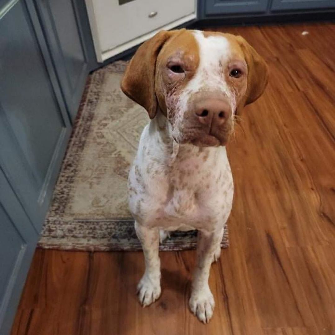 Layla is pondering starting her Monday or heading back to her warm bed. Sound familiar? If you might be her perfect match, click the link in our profile to complete an adoption application. 
🐾
🐾
<a target='_blank' href='https://www.instagram.com/explore/tags/pointer/'>#pointer</a> <a target='_blank' href='https://www.instagram.com/explore/tags/dog/'>#dog</a> <a target='_blank' href='https://www.instagram.com/explore/tags/dogs/'>#dogs</a> <a target='_blank' href='https://www.instagram.com/explore/tags/adoptpurelove/'>#adoptpurelove</a> <a target='_blank' href='https://www.instagram.com/explore/tags/pointersofinstagram/'>#pointersofinstagram</a> <a target='_blank' href='https://www.instagram.com/explore/tags/apr/'>#apr</a> <a target='_blank' href='https://www.instagram.com/explore/tags/dogsofinstagram/'>#dogsofinstagram</a> <a target='_blank' href='https://www.instagram.com/explore/tags/mondaymotivation/'>#mondaymotivation</a>