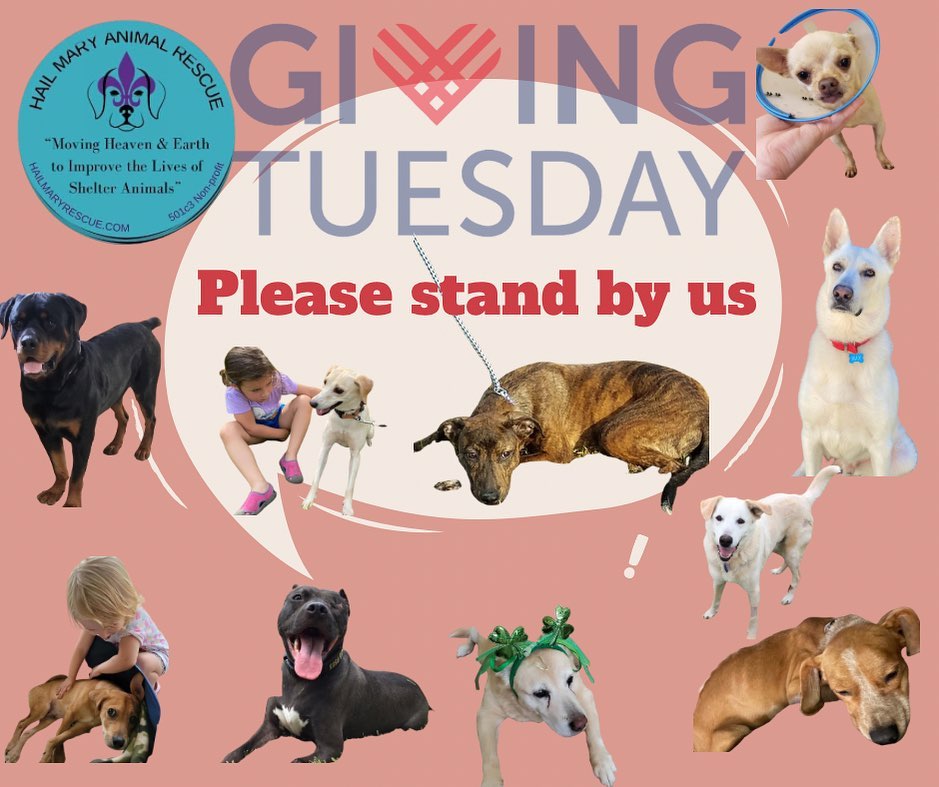 <a target='_blank' href='https://www.instagram.com/explore/tags/GivingTuesday/'>#GivingTuesday</a> <a target='_blank' href='https://www.instagram.com/explore/tags/hailmaryrescue/'>#hailmaryrescue</a>  <a target='_blank' href='https://www.instagram.com/explore/tags/hmrtogetherwemakeitbetter/'>#hmrtogetherwemakeitbetter</a> 
Help us continue to help them by standing by us and supporting on GivingTuesday. A $5.00 donation will buy a new collar for a shelter dog to wear proudly. 
https://hailmaryrescue.com/donate