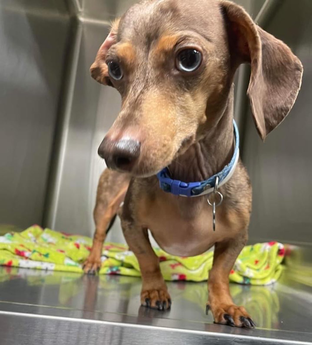 Helloooo everyone! My name is Hugo! I'm around 4-5 years old and I LOVE to play with anything that squeaks! I may be tiny, but I think I am MIGHTY. So, I need a dachshund savvy home. 💯One that understands resource guarding, whatever that is! They say I need boundaries and a strong💪 pack leader because I love MY toys, MY treats, and MY hooman! I could  learn better manners with the right Furever Family. No shared walls and no small children. Must have fenced in yard.
💜
Adopt me at www.tndachshundrescue.com 
.
.
.
<a target='_blank' href='https://www.instagram.com/explore/tags/dachshund/'>#dachshund</a> <a target='_blank' href='https://www.instagram.com/explore/tags/dachshundrescue/'>#dachshundrescue</a> <a target='_blank' href='https://www.instagram.com/explore/tags/rescuedachshund/'>#rescuedachshund</a> <a target='_blank' href='https://www.instagram.com/explore/tags/adoptdontshop/'>#adoptdontshop</a> <a target='_blank' href='https://www.instagram.com/explore/tags/adoptme/'>#adoptme</a> <a target='_blank' href='https://www.instagram.com/explore/tags/dachshundoftheday/'>#dachshundoftheday</a> <a target='_blank' href='https://www.instagram.com/explore/tags/dachshundsofinstagram/'>#dachshundsofinstagram</a> <a target='_blank' href='https://www.instagram.com/explore/tags/sausagedog/'>#sausagedog</a> <a target='_blank' href='https://www.instagram.com/explore/tags/sausagedogcentral/'>#sausagedogcentral</a> <a target='_blank' href='https://www.instagram.com/explore/tags/doxiesofinstagram/'>#doxiesofinstagram</a> <a target='_blank' href='https://www.instagram.com/explore/tags/doxielove/'>#doxielove</a> <a target='_blank' href='https://www.instagram.com/explore/tags/hugo/'>#hugo</a> <a target='_blank' href='https://www.instagram.com/explore/tags/tennessee/'>#tennessee</a>