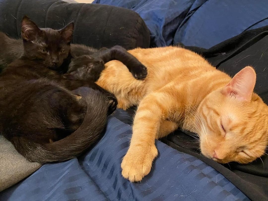 Need cuddly kittens? Mora and Starla Love to snuggle with their older foster brother.  Apply to adopt at: https://forms.gle/txBistYv4TZGkSzW9