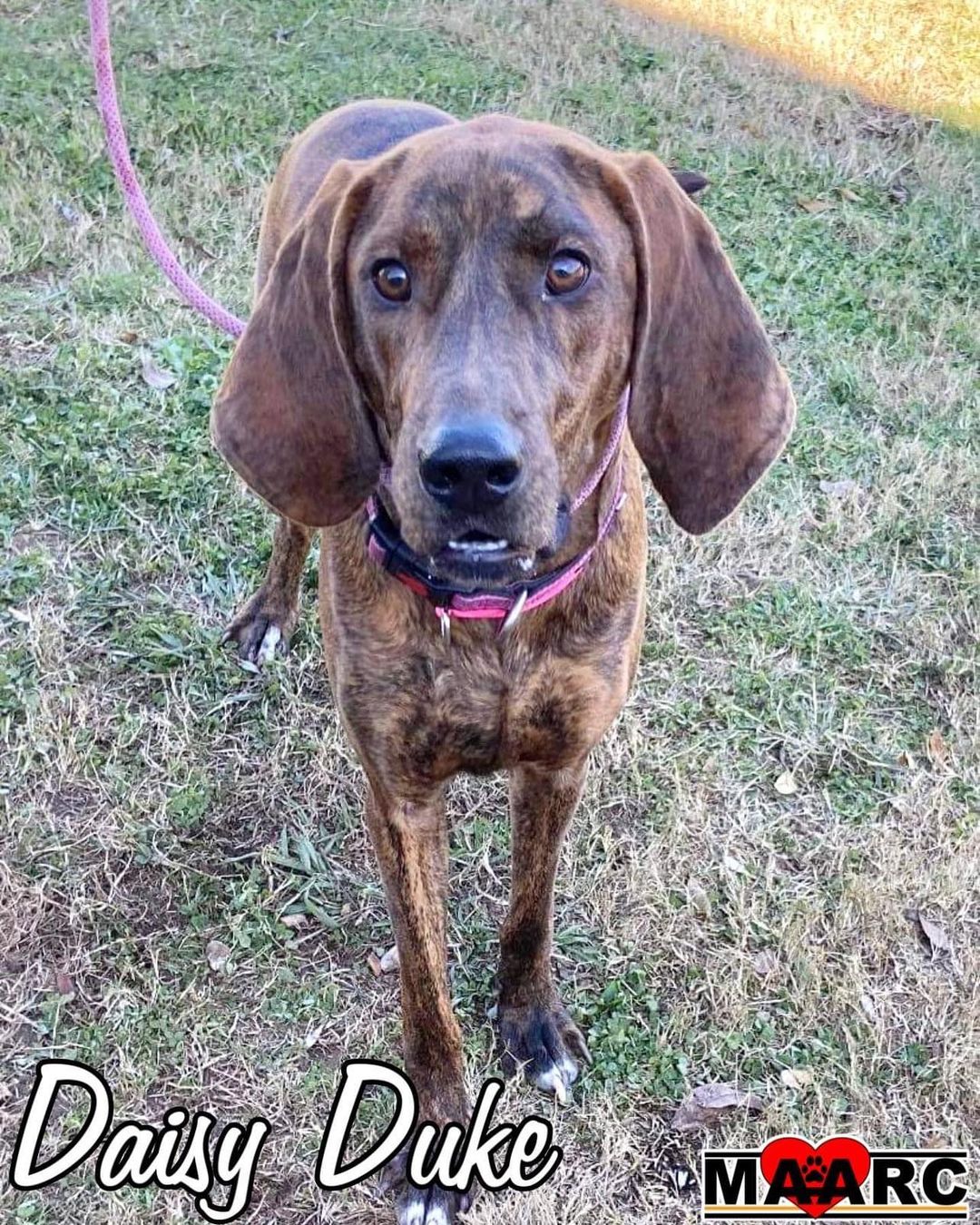 🐾💖 AVAILABLE FOR ADOPTION THRU MAARC 💖🐾

Arooooo! Hi I’m Daisy Duke, and while I probably won’t look super hot in short shorts, I will be your best friend and help keep you warm on cold nights. I’m about 10-12 months old, and full grown at about 50 pounds. I’m a gorgeous big-floppy-ear’d brindle colored Plott Hound. My family surrendered me to the shelter last week, I don’t understand why they never came back for me. Aren’t homes suppose to be forever? The ladies here tell me it was not my fault, and that I didn’t do anything wrong. So here I am taking applications for a new home, this time a forever one preferably. Keep in mind I’m to be an indoor doggy thats part of the family. While I no doubt would love outside time, I wouldn’t make a very good lawn ornament and I’m not much of a hunter. I’m said to be good with dogs and kids, not sure I’ve met a cat yet. If you’re interested in meeting me please call/text Al at 865-221-5767 or Lisa 865-310-2599. You can also apply online at www.maarcadopt.org/adopt.

<a target='_blank' href='https://www.instagram.com/explore/tags/animalrescue/'>#animalrescue</a> <a target='_blank' href='https://www.instagram.com/explore/tags/rescuepets/'>#rescuepets</a> <a target='_blank' href='https://www.instagram.com/explore/tags/adoptdontshop/'>#adoptdontshop</a> <a target='_blank' href='https://www.instagram.com/explore/tags/animals/'>#animals</a> <a target='_blank' href='https://www.instagram.com/explore/tags/rescue/'>#rescue</a> <a target='_blank' href='https://www.instagram.com/explore/tags/dogsofinstagram/'>#dogsofinstagram</a>  <a target='_blank' href='https://www.instagram.com/explore/tags/rescuedogs/'>#rescuedogs</a>  <a target='_blank' href='https://www.instagram.com/explore/tags/animalshelter/'>#animalshelter</a> <a target='_blank' href='https://www.instagram.com/explore/tags/shelterpets/'>#shelterpets</a>  <a target='_blank' href='https://www.instagram.com/explore/tags/dogrescue/'>#dogrescue</a> <a target='_blank' href='https://www.instagram.com/explore/tags/adopt/'>#adopt</a> <a target='_blank' href='https://www.instagram.com/explore/tags/nokillrescue/'>#nokillrescue</a> <a target='_blank' href='https://www.instagram.com/explore/tags/nokillmaryville/'>#nokillmaryville</a> <a target='_blank' href='https://www.instagram.com/explore/tags/nokillshelter/'>#nokillshelter</a> <a target='_blank' href='https://www.instagram.com/explore/tags/tennessee/'>#tennessee</a> <a target='_blank' href='https://www.instagram.com/explore/tags/fosteringsaveslives/'>#fosteringsaveslives</a> <a target='_blank' href='https://www.instagram.com/explore/tags/maarcadopt/'>#maarcadopt</a> <a target='_blank' href='https://www.instagram.com/explore/tags/rescuefosteradopt/'>#rescuefosteradopt</a> <a target='_blank' href='https://www.instagram.com/explore/tags/maarc/'>#maarc</a> <a target='_blank' href='https://www.instagram.com/explore/tags/maarcanimals/'>#maarcanimals</a>