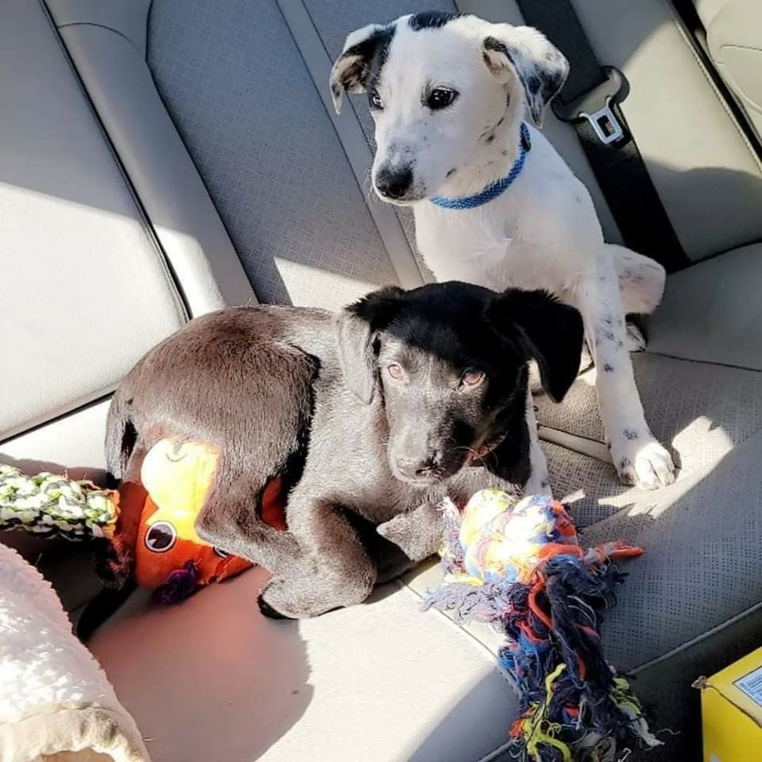 Oreo and Lady are waiting patiently for their new family to see them! These 2 gorgeous girls are love bugs and love to snuggle! If you are looking for you're next couch buddy they are it. If you would like to meet these two sweeties, Please message the page and please share! Located in Myrtle Beach SC area!