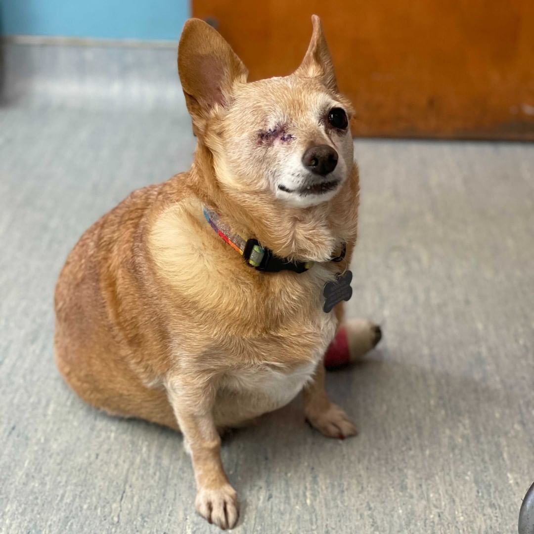 <a target='_blank' href='https://www.instagram.com/explore/tags/24HoursOfGratitude/'>#24HoursOfGratitude</a> - The Vet Team! Thank you for keeping the mutts healthy and entertained, vet squad! You give our mutts top notch care and help them to live long, healthy lives in their forever homes. <a target='_blank' href='https://www.instagram.com/explore/tags/GivingTuesday/'>#GivingTuesday</a> Donate now to our matching campaign! Link in bio.