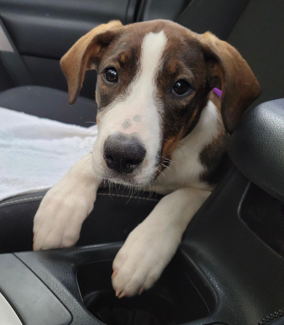 Meet Rosemary!
🐾Female
🐾Age: DOB: 7/31/2021
🐾Weight: 20 lbs and growing!
🐾Breed: Beagle/Shepherd/Lab mix
🧡
Hey there, I’m Rosemary! I am the sweet and docile one of my litter! I enjoy playing with the occasional tennis ball or chewing on a bone and spending time with my human; even more so if we are cuddling! I get nervous with fast moving things and shy away quickly. I also like to talk for a little bit during my crate time and would hate to disrupt nearby neighbors, so unfortunately, I would not do well in apartments or a home with shared walls.
🍁
I can be shy when I first meet other dogs, but I do warm up after some time and really enjoy interacting with my furry friends! Since I am young, I am still learning all the basic manners such as house training, crate training and leash training. I am catching on quickly to all of them but will need continued work to ensure I am a pro in no time!
☀️
If you are interested in meeting Rosemary, apply to adopt her at www.causeforcanines.org
Must have a flexible schedule to accommodate a puppy’s needs.
Adoption fee: $350
Must be an Ohio resident & 23 or older.
Children must be 10 or older.
Cats unknown.
No Apartments.